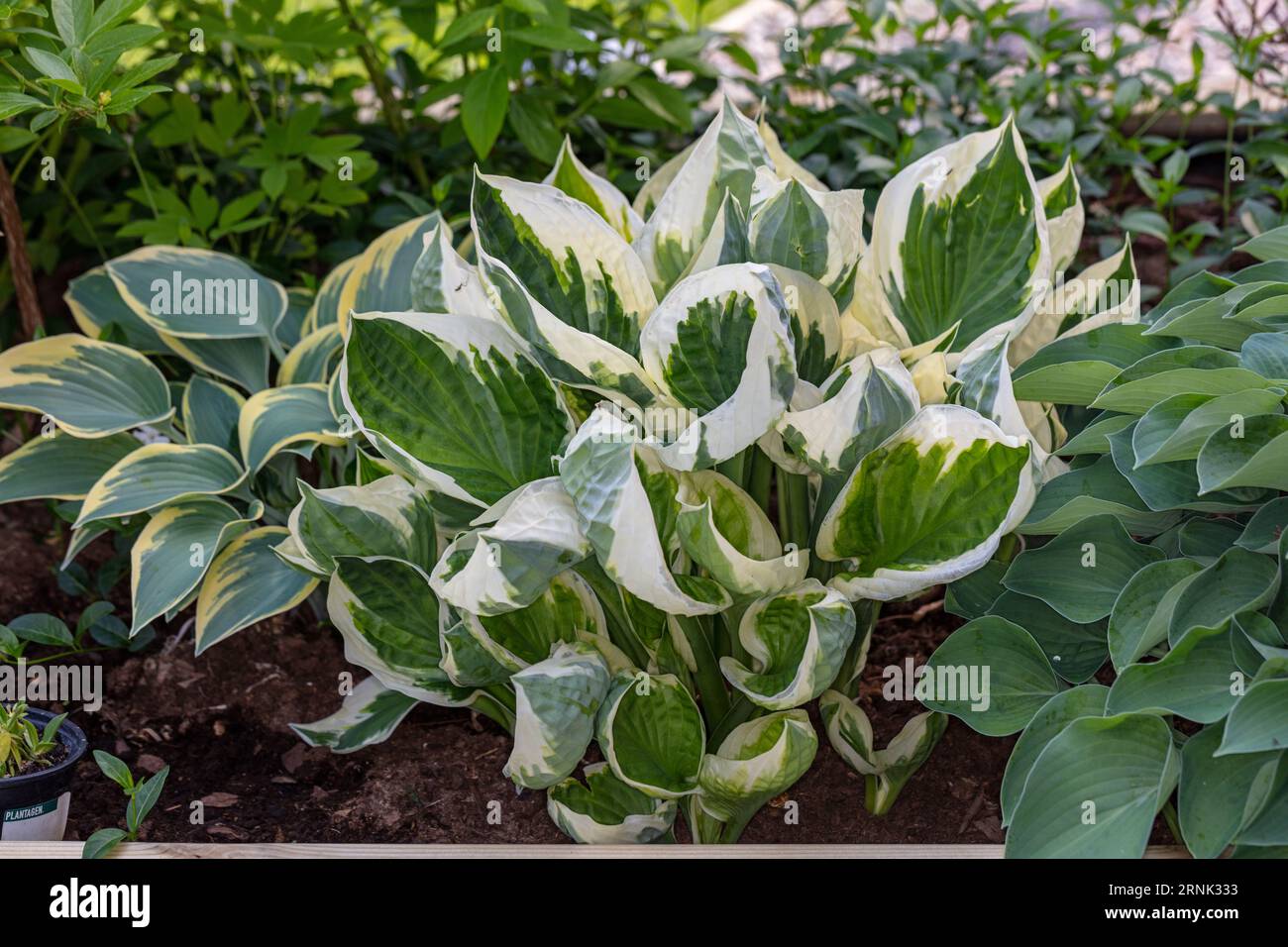 'Patriot' Plantain Lily, Blomsterfunkia (Hosta fortunei) Banque D'Images