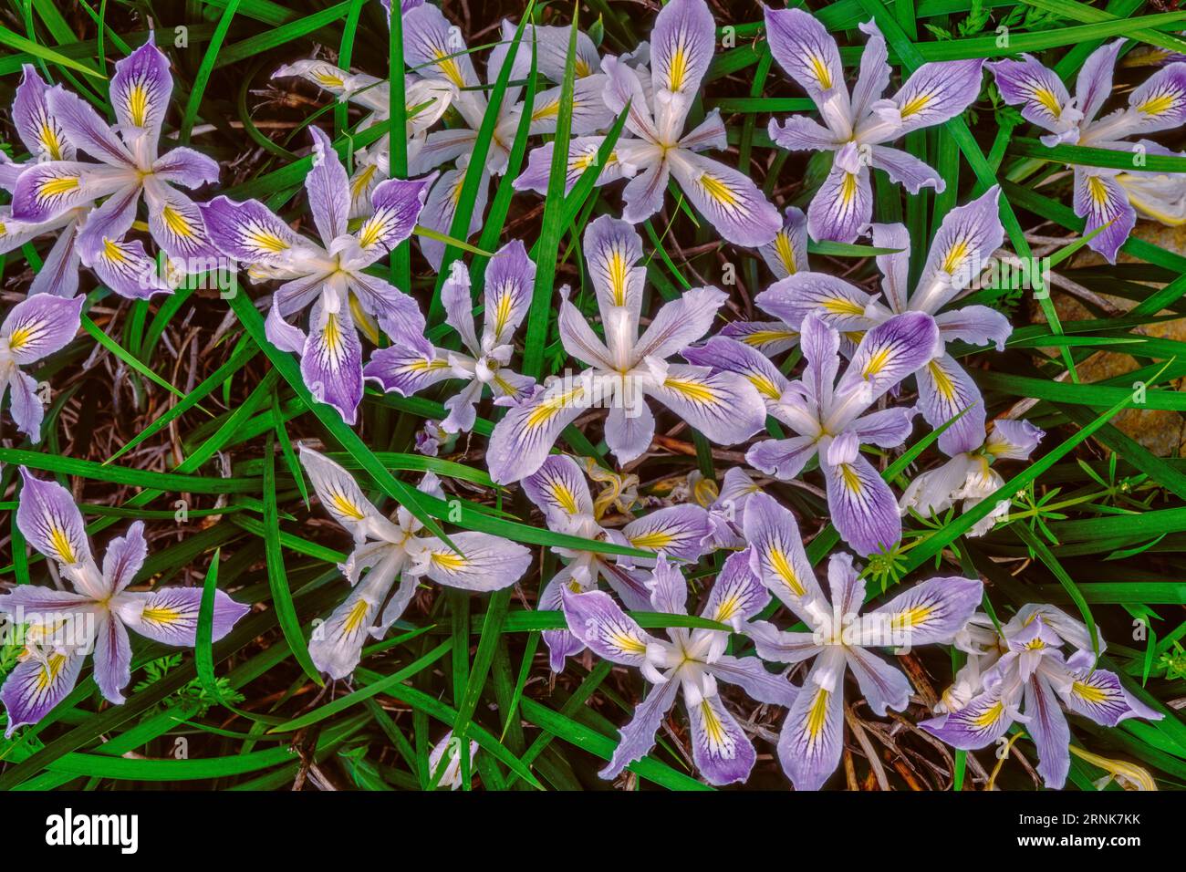 Wild Iris, Douglas iris, Iris douglasiana, King Range National conservation Area, Lost Coast, Humboldt County, Californie Banque D'Images