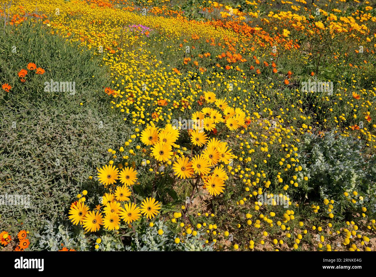 Fleurs sauvages fleuries printanières colorées, Namaqualand, Northern Cape, Afrique du Sud Banque D'Images