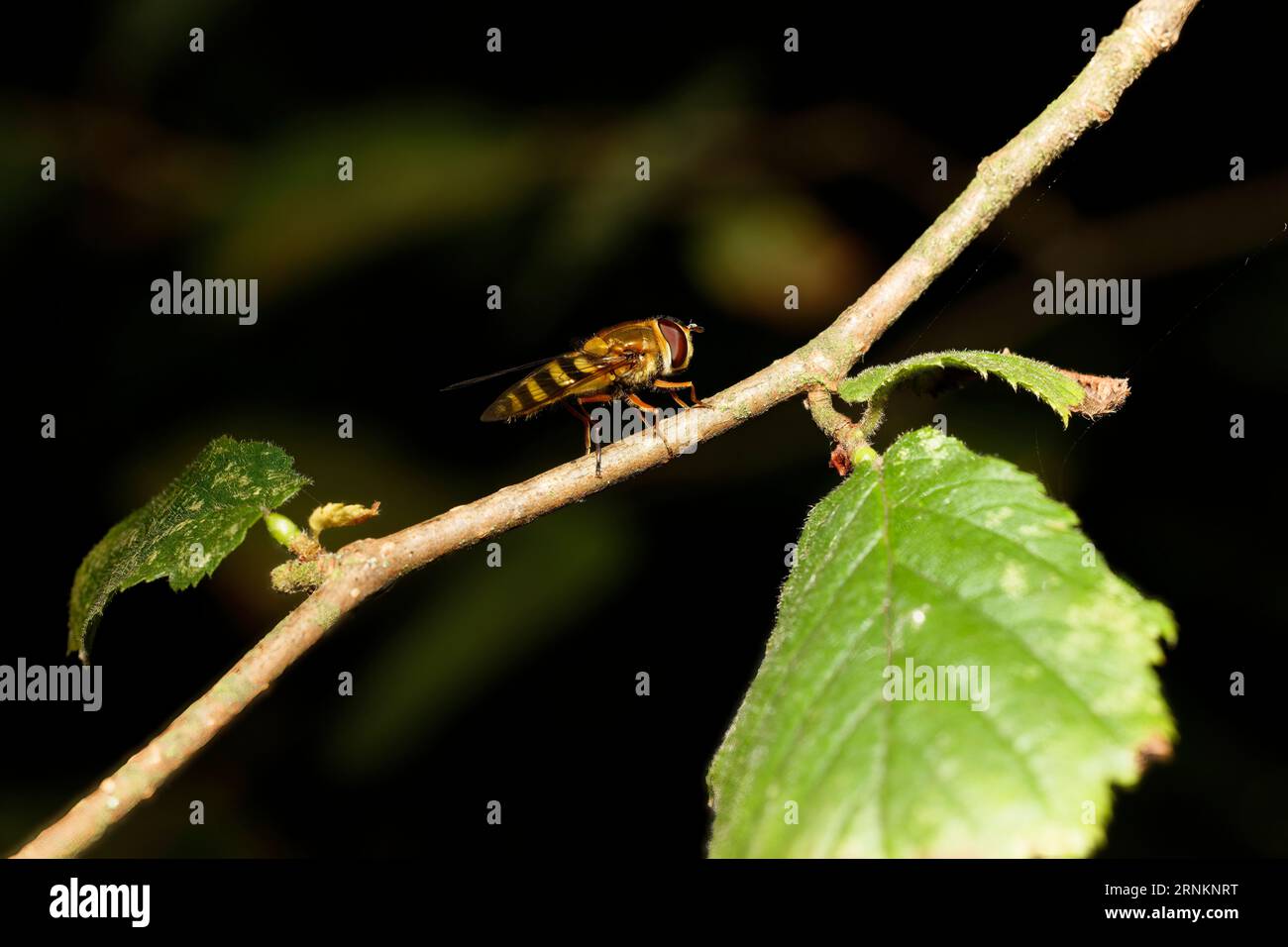 survol sur une feuille Banque D'Images