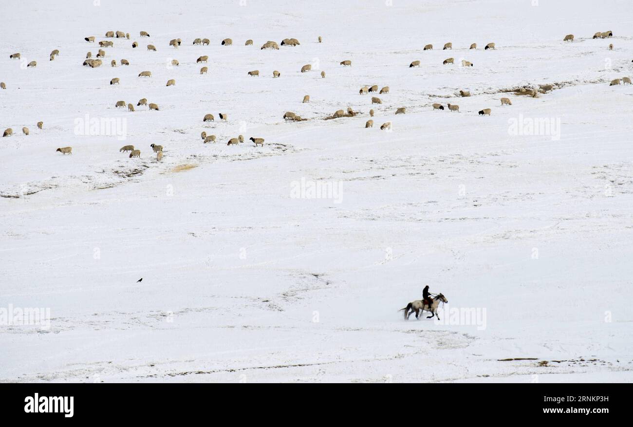 (170414) -- HEJING, le 14 avril 2017 -- Un éleveur fréquente un troupeau de moutons qui paissent sur la prairie de Bayan Bulag dans le comté de Hejing, dans la région autonome ouygure du Xinjiang, au nord-ouest de la Chine, le 6 avril 2017. En avril, la prairie de Bayan Bulag entre dans sa saison la plus occupée pour l'élevage ovin. (dhf) CHINE-XINJIANG-HEJING-BAYAN BULAG SAISON DE REPRODUCTION DES PRAIRIES (CN) JiangxWenyao PUBLICATIONxNOTxINxCHN 170414 Hejing avril 14 2017 un éleveur fréquente un poêle de moutons qui broute SUR LA prairie de Bayan dans le comté de Hejing Nord-Ouest de la Chine S Xinjiang Uygur région autonome avril 6 2017 avril en avril LA Grassland entre dans sa Grassland Banque D'Images