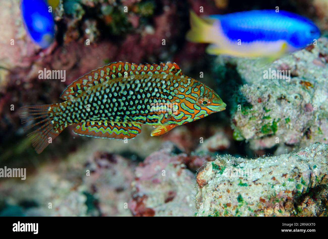 Wrasse ornée, Macropharyngodon ornatus, avec Goldbelly Damselvis, Pomacentrus auriventris, en arrière-plan, trop de site de plongée de poissons, Pulau Koon, centra Banque D'Images