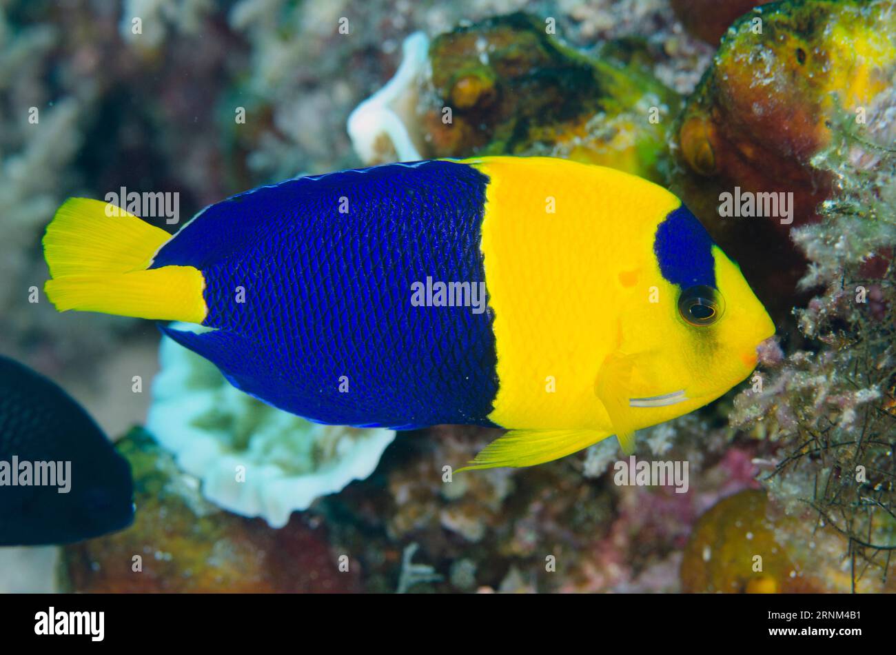 Bicolor Angelfish, Centropyge bicolor, Nudi Rock site de plongée, Fiabacet Island, Misool, Raja Ampat, Papouasie occidentale, Indonésie Banque D'Images