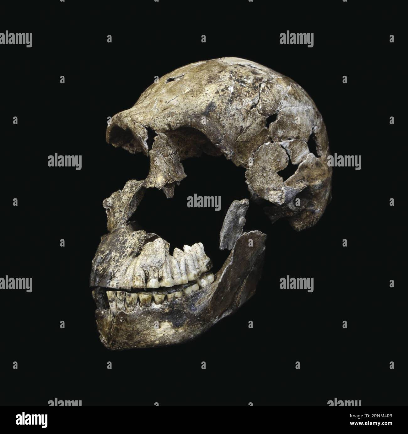 (170509) -- JOHANNESBURG, 9 mai 2017 () -- la photo non datée fournie par l'Université du Witwatersrand (Wits) montre le crâne néo d'Homo naledi. Des scientifiques dirigés par le professeur sud-africain Lee Berger de l'Université du Witwatersrand ont annoncé mardi que le système Rising Star Cave a révélé qu'il contenait une nouvelle espèce d'hominine nommée Homo naledi, qui était vivante entre 335 et 236 mille ans. C’est la première fois qu’il est démontré qu’une autre espèce d’hominine a survécu aux côtés des premiers humains en Afrique. (/Wits University/John Hawks) (zjy Banque D'Images