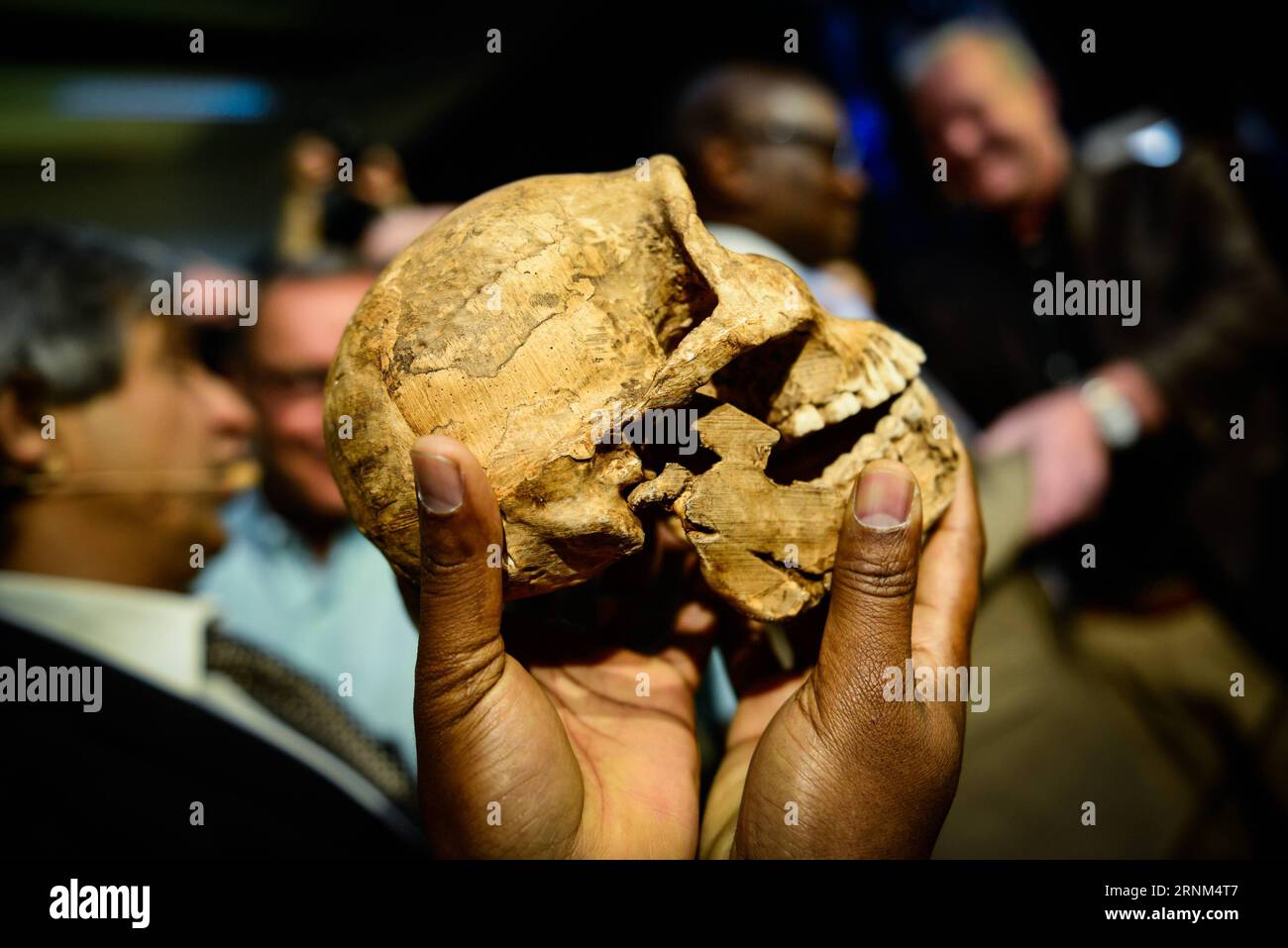 (170509) -- JOHANNESBURG, le 9 mai 2017 -- Une réplique du crâne néo d'Homo naledi est présentée lors de la conférence de presse dans le berceau de l'humanité, site du patrimoine mondial, au nord-ouest de Johannesburg, Afrique du Sud, le 9 mai 2017. Des scientifiques dirigés par le professeur sud-africain Lee Berger de l'Université du Witwatersrand (Wits) ont annoncé mardi que le système Rising Star Cave a révélé qu'il contenait une nouvelle espèce d'hominine nommée Homo naledi, qui était vivante entre 335 et 236 mille ans. C'est la première fois qu'il est démontré qu'une autre espèce d'hominine survit Banque D'Images