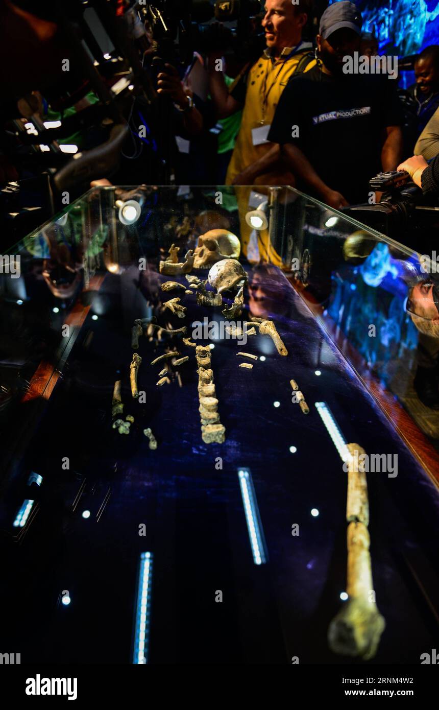 (170509) -- JOHANNESBURG, le 9 mai 2017 -- le crâne et le squelette de l'Homo naledi sont exposés lors de la conférence de presse dans le berceau de l'humanité, site du patrimoine mondial, au nord-ouest de Johannesburg, Afrique du Sud, le 9 mai 2017. Des scientifiques dirigés par le professeur sud-africain Lee Berger de l'Université du Witwatersrand (Wits) ont annoncé mardi que le système Rising Star Cave a révélé qu'il contenait une nouvelle espèce d'hominine nommée Homo naledi, qui était vivante entre 335 et 236 mille ans. C'est la première fois qu'il a été démontré qu'une autre espèce d'hominine Banque D'Images