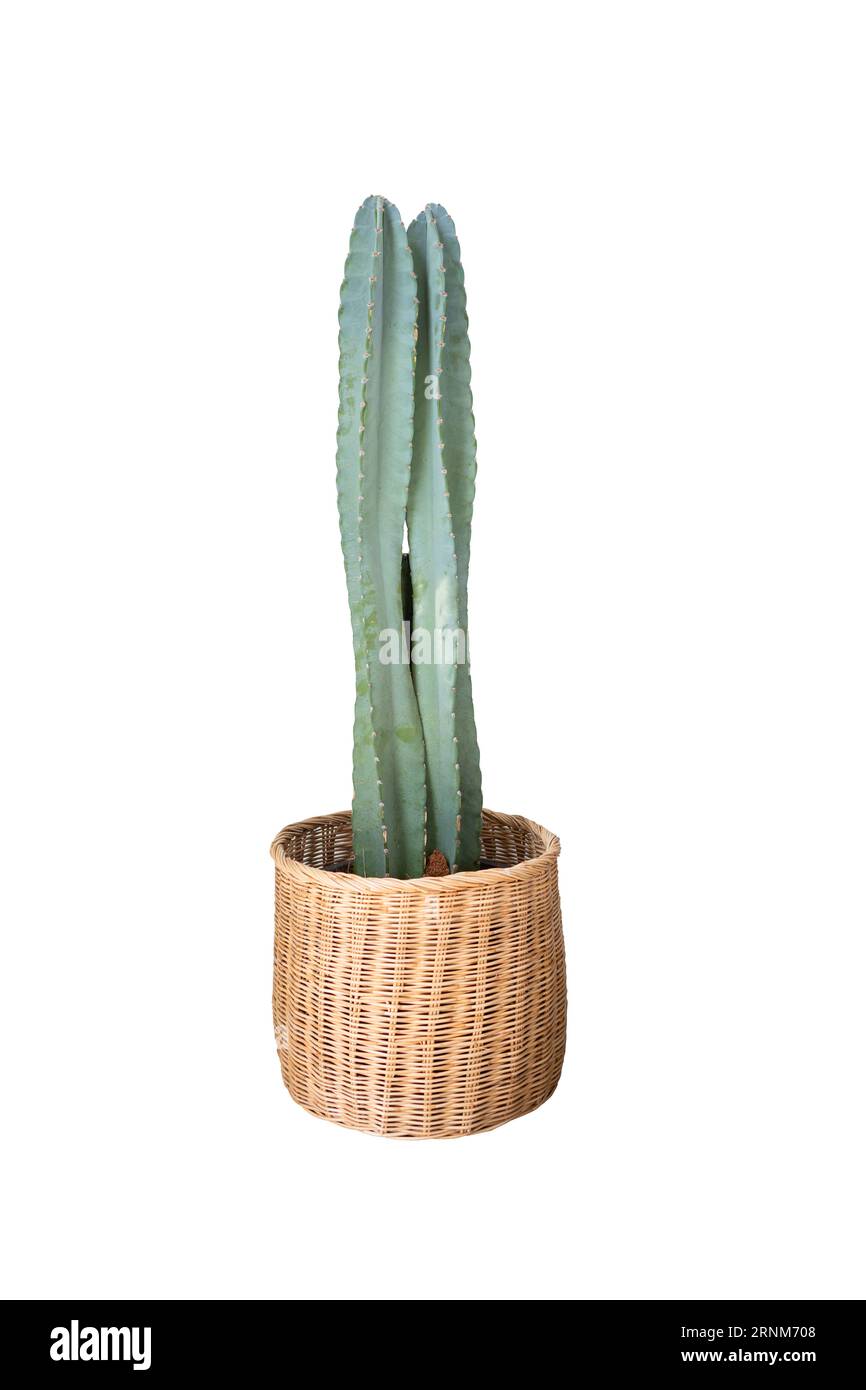 Cactus, Cacti Maison plantes décor dans un pot de panier pour objet de décoration à la maison isolé sur fond blanc avec chemin de détourage Banque D'Images