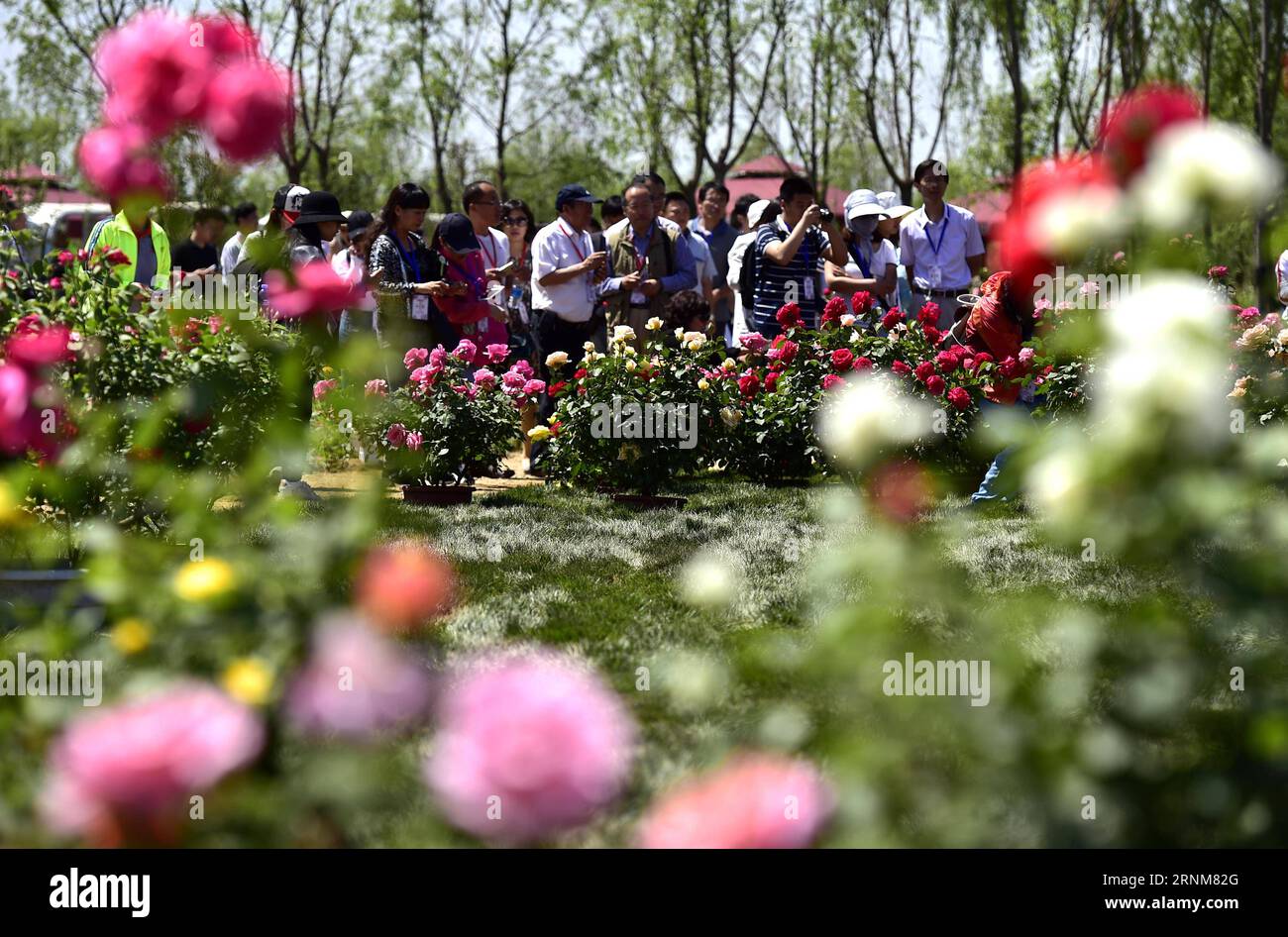 (170515) -- TIANJIN, le 15 mai 2017 -- les touristes regardent les roses chinoises lors d'une exposition de roses au jardin de roses de Jingbin à Tianjin, dans le nord de la Chine, le 15 mai 2017. Plus de 100 000 roses chinoises ont été exposées à l'expo. ) (Ry) CHINA-TIANJIN-CHINESE ROSE (CN) YuexYuewei PUBLICATIONxNOTxINxCHN Tianjin Mai 15 2017 touristes Voir les roses chinoises lors d'une exposition de roses À la roseraie de Tianjin Chine du Nord Mai 15 2017 plus de 100 000 roses chinoises ont été exposées À l'exposition Ry China Tianjin Chinese Rose CN YuexYuewei PUBLICATIONxNOTxINxCHN Banque D'Images