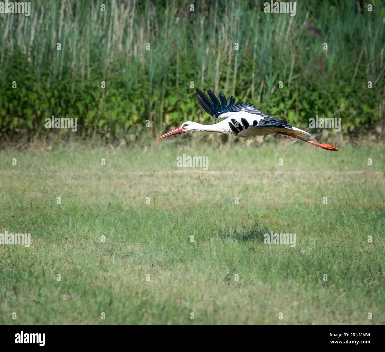 Ciconie blanche (Ciconia ciconia) volant au-dessus d'un pré Banque D'Images