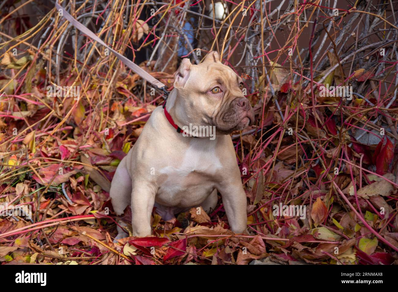 Portrait d'un chiot tyran américain sur un fond de feuilles rouges et ...