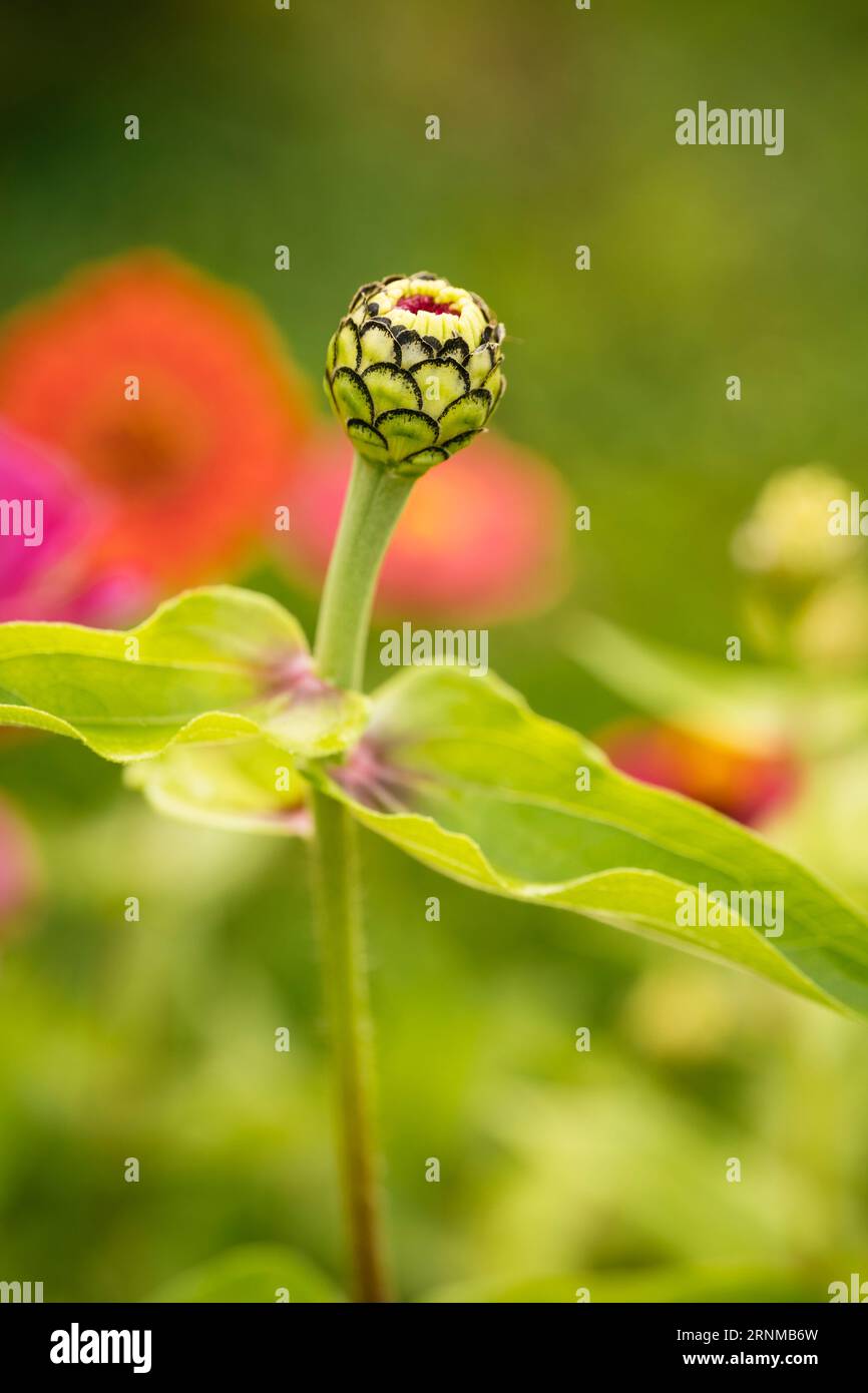 Gros plan du bourgeon d'une fleur de zinnia elegans. Banque D'Images