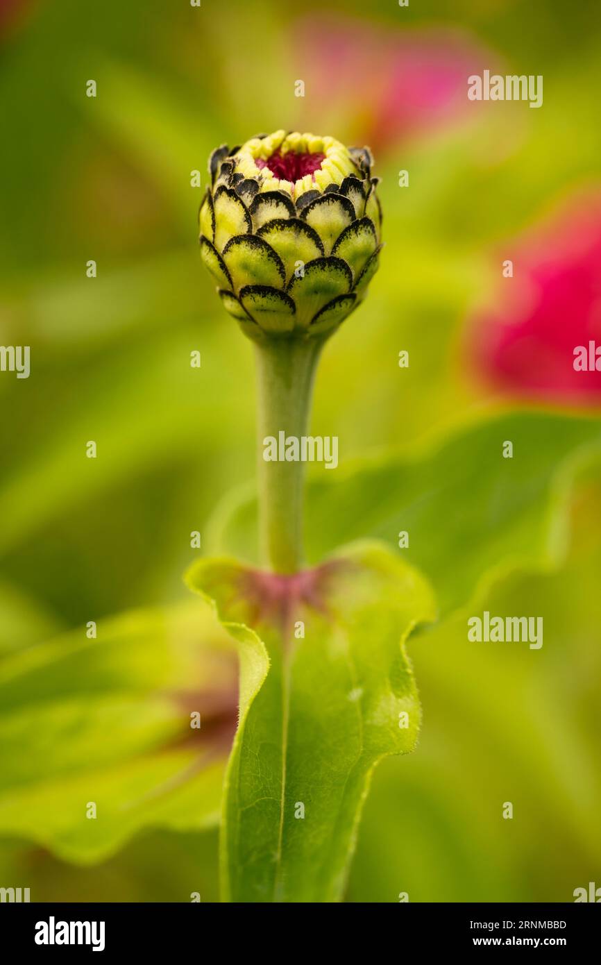 Gros plan du bourgeon d'une fleur de zinnia elegans. Banque D'Images