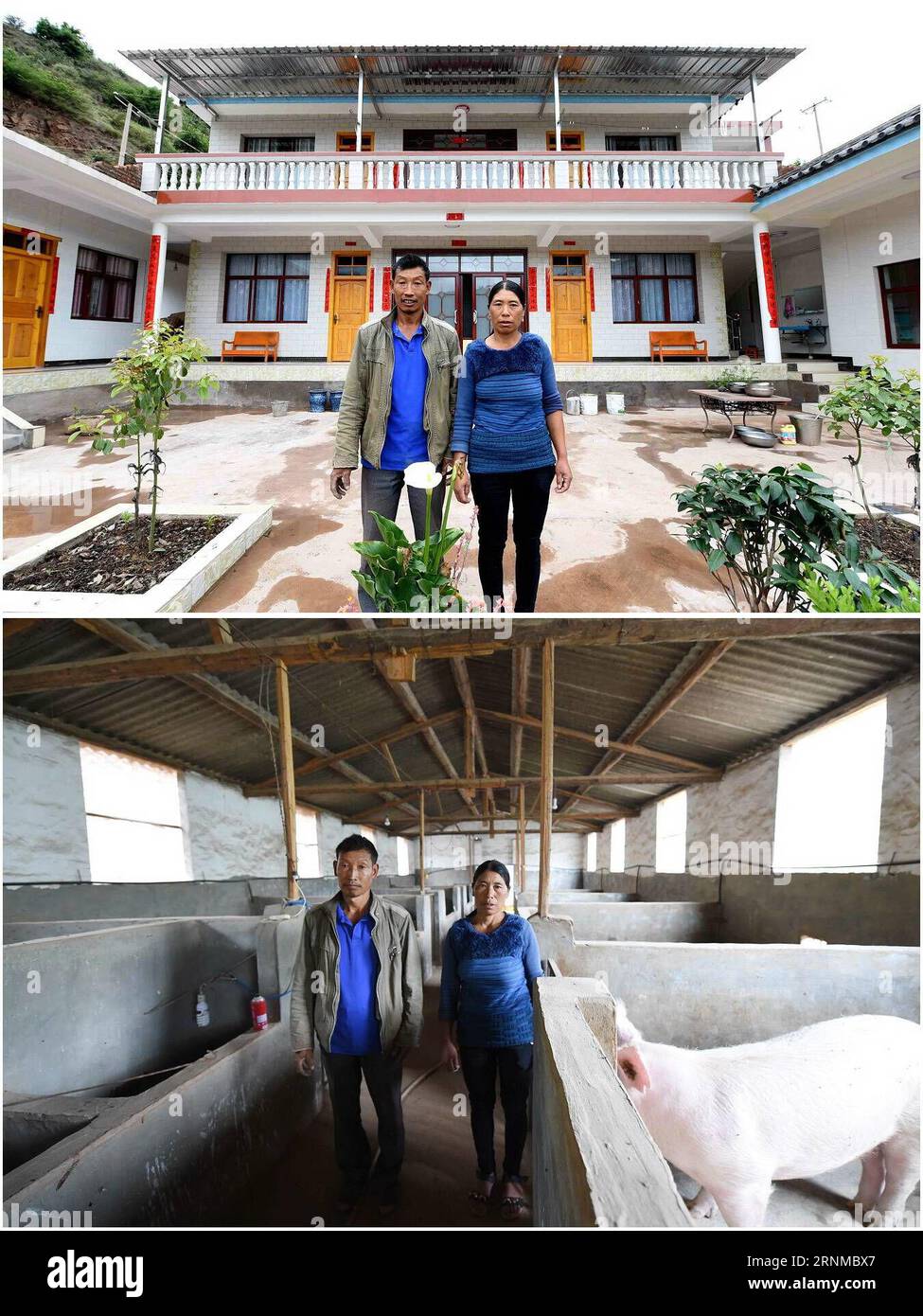 (170521) -- YUNLONG, 21 mai 2017 -- une photo combinée prise le 17 mai 2017 montre Yang Guijiang et son épouse Yang Juhua dans leur nouvelle maison (en haut) et dans leur élevage porcin (en bas) au village de Longzitang dans le comté de Yunlong, dans le sud-ouest de la Chine, province du Yunnan. La famille de cinq membres de Yang, élevant près de 100 porcs maintenant, a obtenu un revenu net de 150 000 yuans (21 800 dollars américains) en 2016. Pour améliorer les conditions de vie et les revenus des villageois frappés par la pauvreté, principalement du groupe ethnique Bai vivant de l'agriculture dans les montagnes, le gouvernement local a fondé la coopérative d'élevage de porcs en 2013 avec le soutien de la pauvreté du pays Banque D'Images