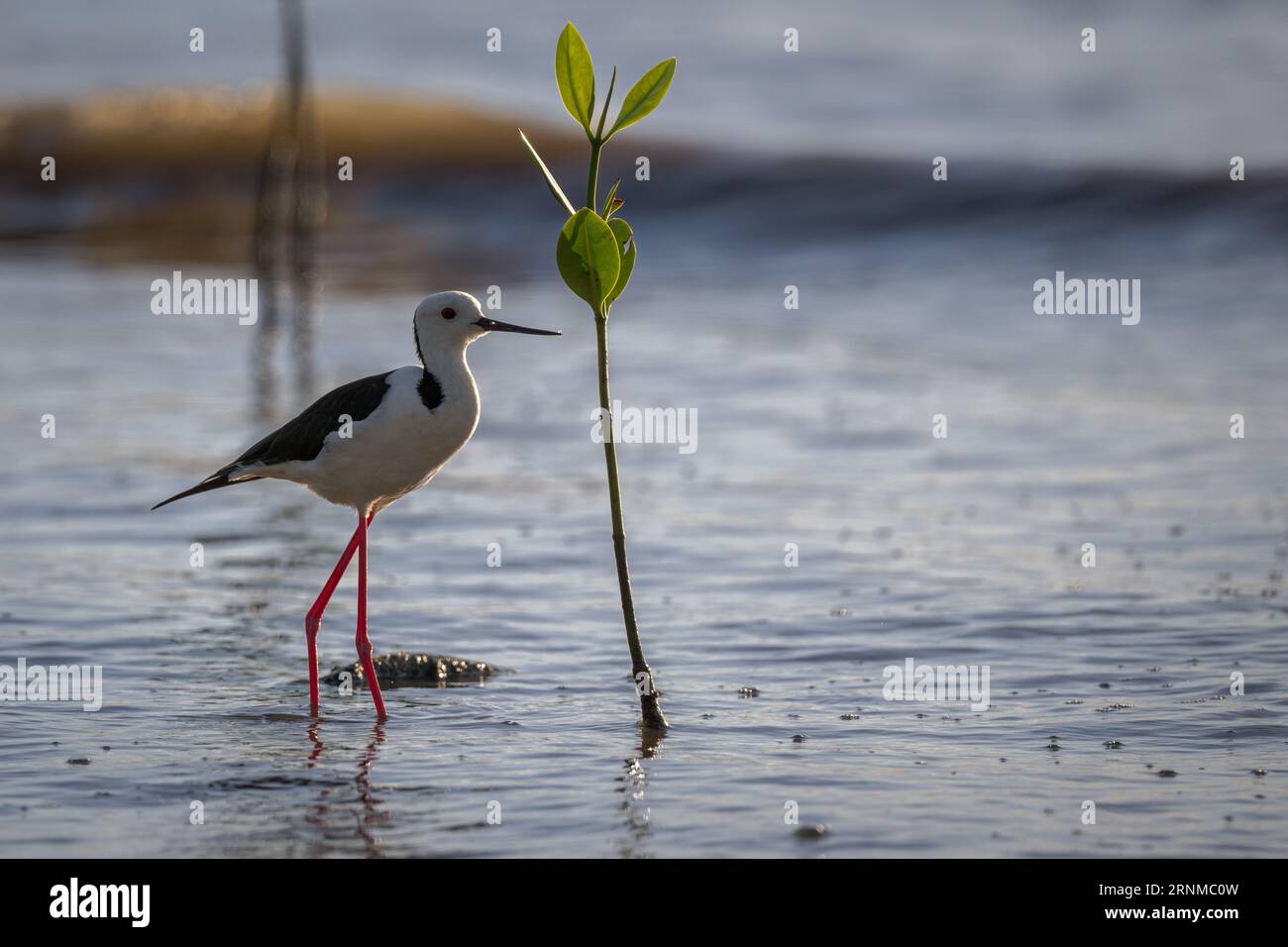Un seul pilotis à ailes noires avec d'excellents réflexes de vue se trouve à côté d'un gaucher de mangrove rouge atteignant haut pour un festin d'insectes de mangrove. Banque D'Images