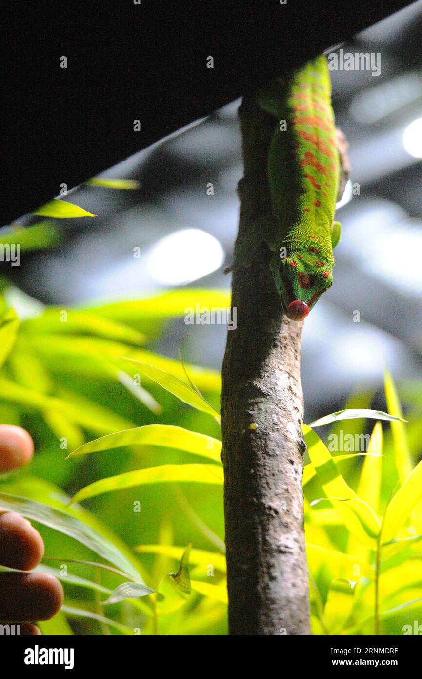 (170524) -- SINGAPOUR, 24 mai 2017 -- Un gecko géant de Madagascar est exposé à l'exposition reptile rénovée au zoo de Singapour le 24 mai 2017. Le zoo de Singapour a tenu une avant-première mercredi et a invité un groupe d'enfants à voir sa dernière exposition RepTopia qui ouvrira aux visiteurs à partir de mai 27. ) (zy) SINGAPORE-ZOO-REVAMPED REPTILE EXHIBITION ThenxChihxWey PUBLICATIONxNOTxINxCHN Singapour Mai 24 2017 un jour géant de MADAGASCAR Gecko EST exposé À l'exposition reptile revisitée AU zoo de Singapour LE 24 2017 mai le héros du zoo de Singapour a Media Preview mercredi et a invité un groupe de Banque D'Images