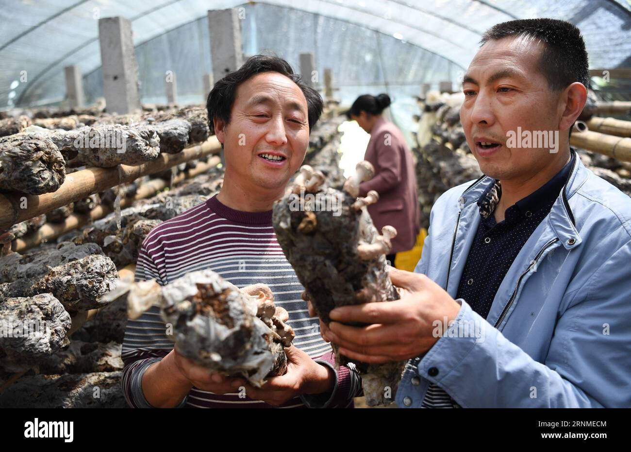 (170525) -- NINGQIANG, le 25 mai 2017 -- une visite officielle de la base de champignons comestibles du villageois Zhao Yanping dans le village de Hanshuiyuan, dans le comté de Ningqiang, dans le nord-ouest de la Chine, dans la province du Shaanxi, le 23 mai 2017. Le village de Hanshuiyuan a développé la transformation écologique des aliments et le tourisme écologique pour aider à la lutte contre la pauvreté. Les populations locales ont créé un jardin de thé et de ginkgo, élevé la salamandre géante chinoise et le bourdon et cultivé la médecine traditionnelle chinoise et les champignons comestibles. En 2016, un total de 2 009 villageois de Hanshuiyuan se sont engagés dans la plantation et l'élevage écologiques, avec un revenu annuel moyen par personne Banque D'Images