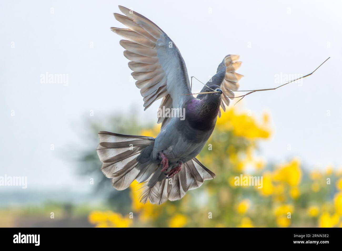 Un pigeon volant avec une paille pour construire un nid dans son bec. Banque D'Images