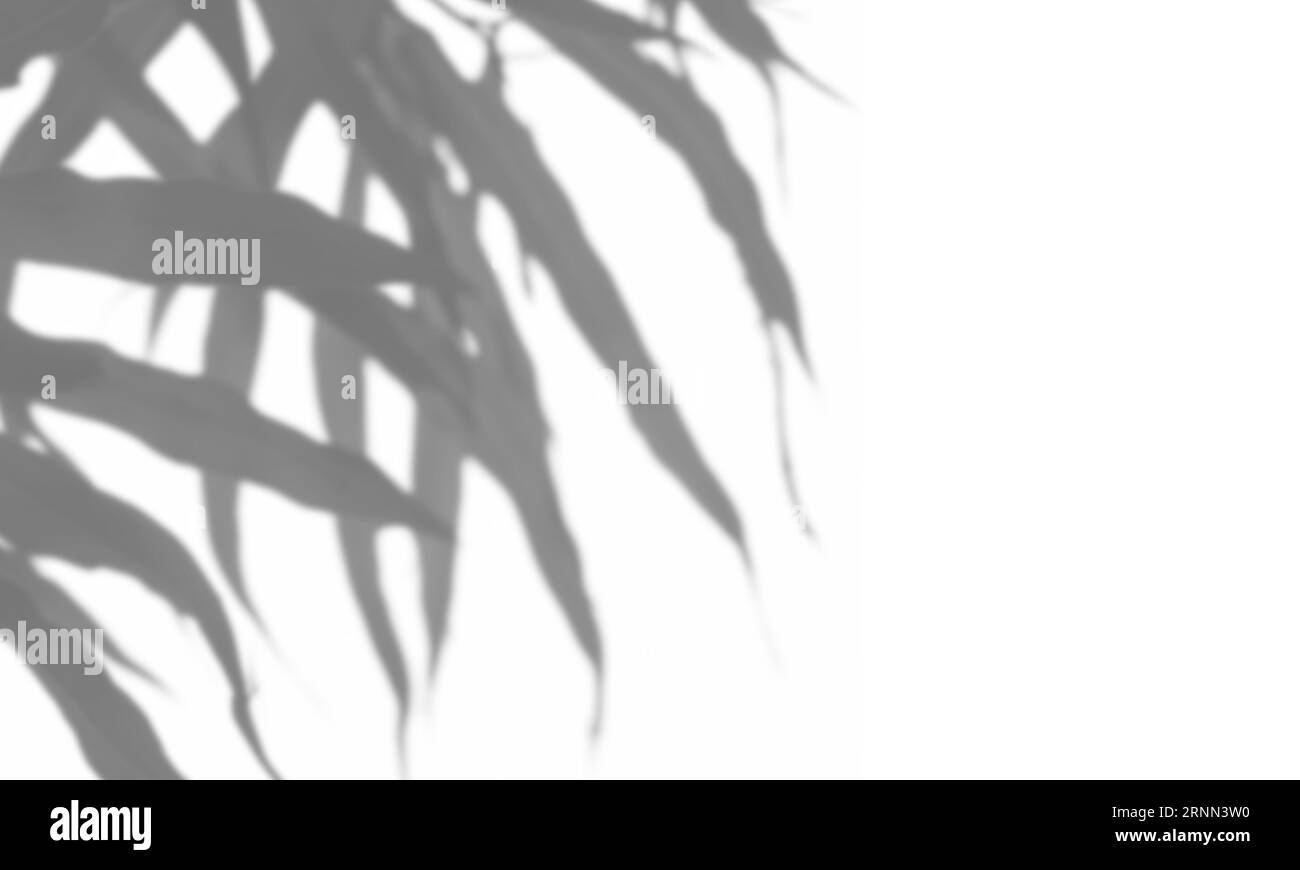 Ombre grise des feuilles sur fond blanc. Abstrait neutre nature concept flou arrière-plan. Lumière tamisée. Banque D'Images