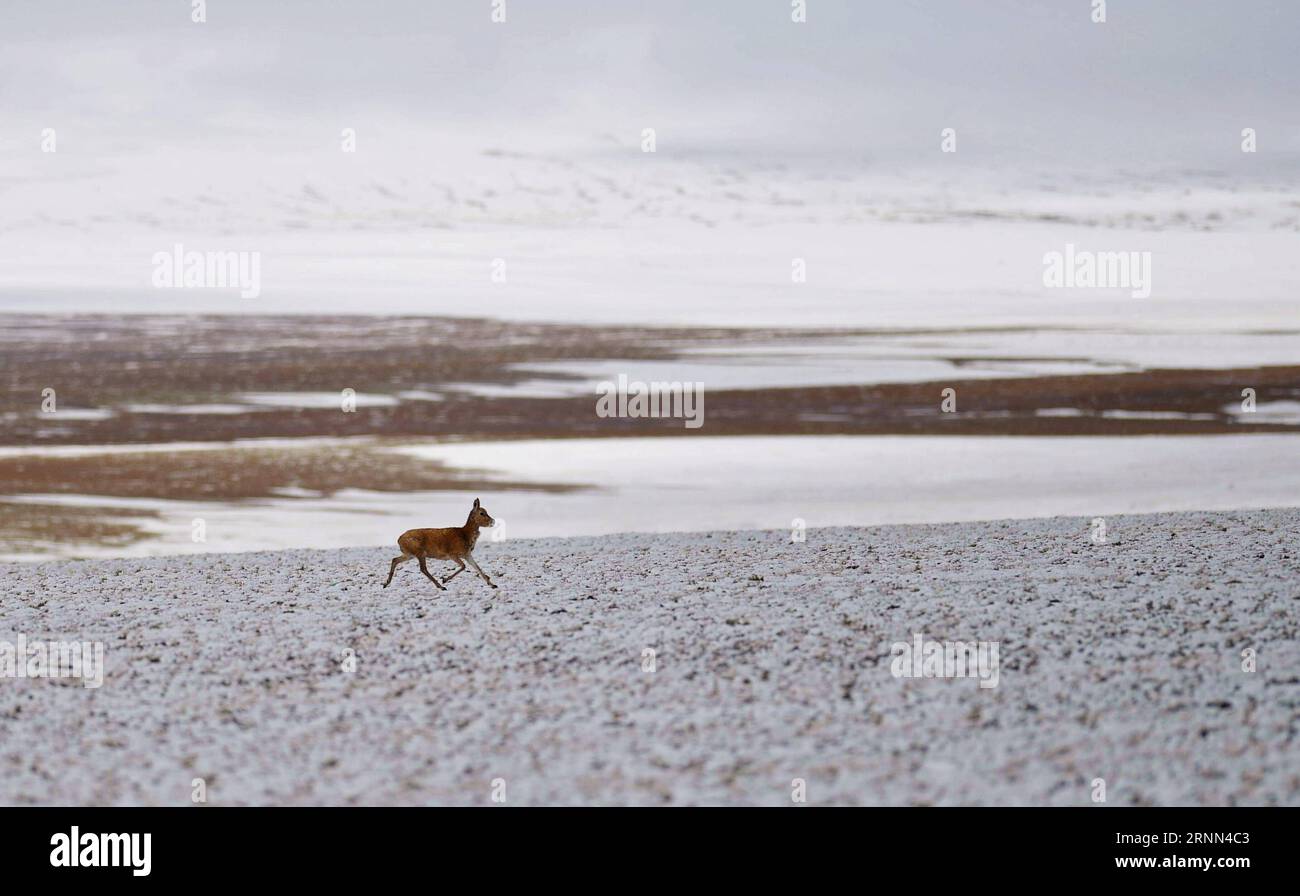 (170624) -- NAGQU, 24 juin 2017 -- Un ourson tibétain gazelle court dans le comté d'Anduo, dans la réserve naturelle de Qiangtang, dans la région autonome du Tibet du sud-ouest de la Chine, le 23 juin 2017. Les scientifiques ont mené une expédition scientifique complète sur le plateau Qinghai-Tibet. (Ry) CHINA-TIBET-SCIENTIFIC EXPEDITION (CN) JigmexDorje PUBLICATIONxNOTxINxCHN Nagqu juin 24 2017 une troupe tibétaine Gazelle court DANS le comté d'ANDUO dans la réserve naturelle de Qiangtang région autonome sud-ouest de Chine Sud Tibet juin 23 2017 des scientifiques ont mené une expédition scientifique complète SUR le plateau tibétain Ry China Tibet Scient Banque D'Images