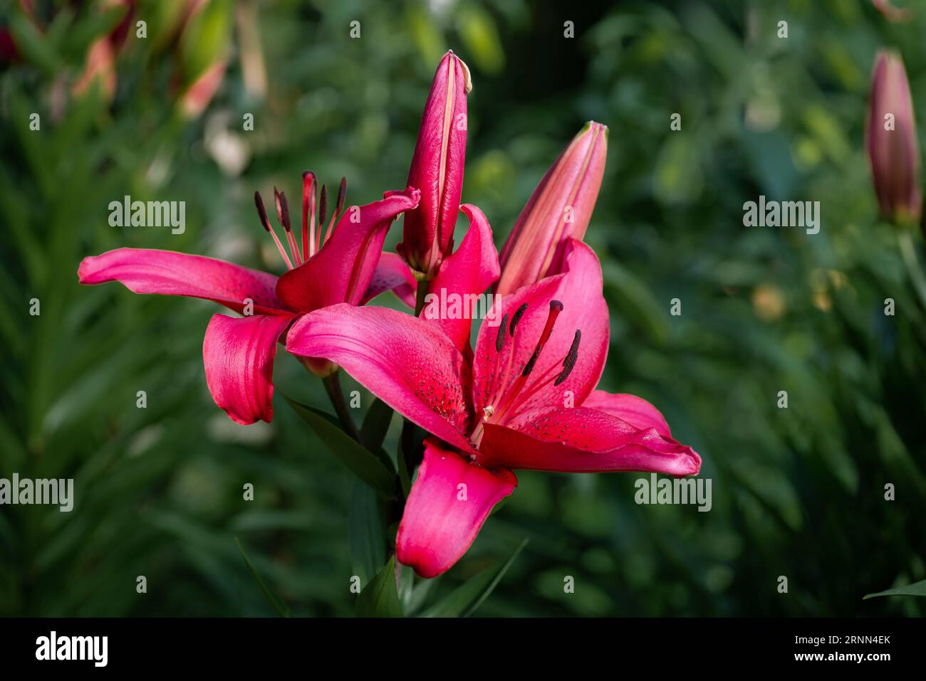 Lilium pourpre November Rain (jardin du ruisseau de l'église 2023) Banque D'Images