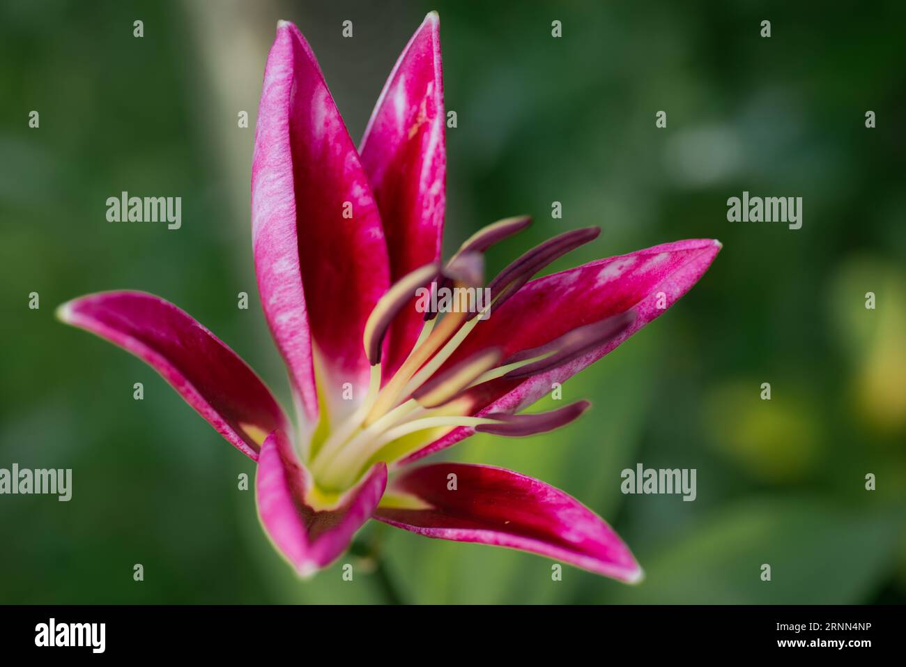 Lilium pourpre marbré (jardin du ruisseau de l'église 2023) Banque D'Images