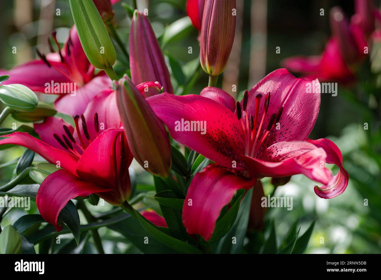 Lilium pourpre November Rain (jardin du ruisseau de l'église 2023) Banque D'Images