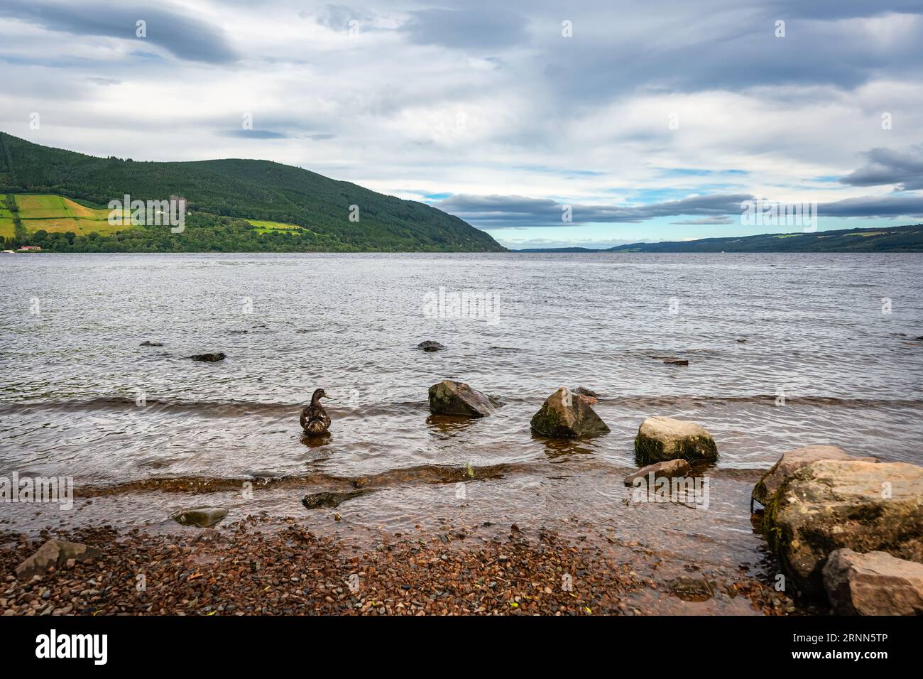 Rivage du Loch Ness en Ecosse, plein de végétation et d'arbres, lac célèbre pour son monstre Nessi. Banque D'Images