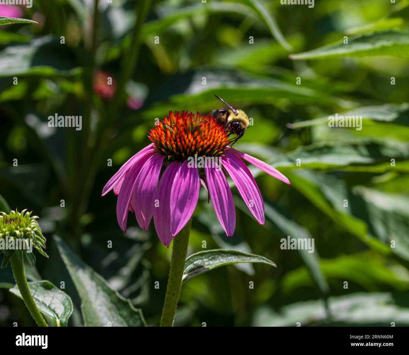 abeille sur un conefleur dans le jardin arrière Banque D'Images