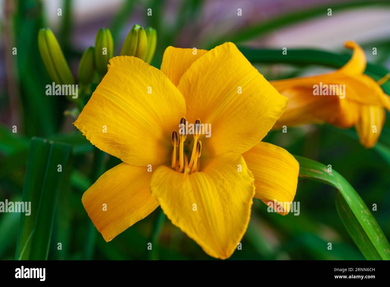 vue rapprochée d'un lys jaune dans le jardin arrière Banque D'Images