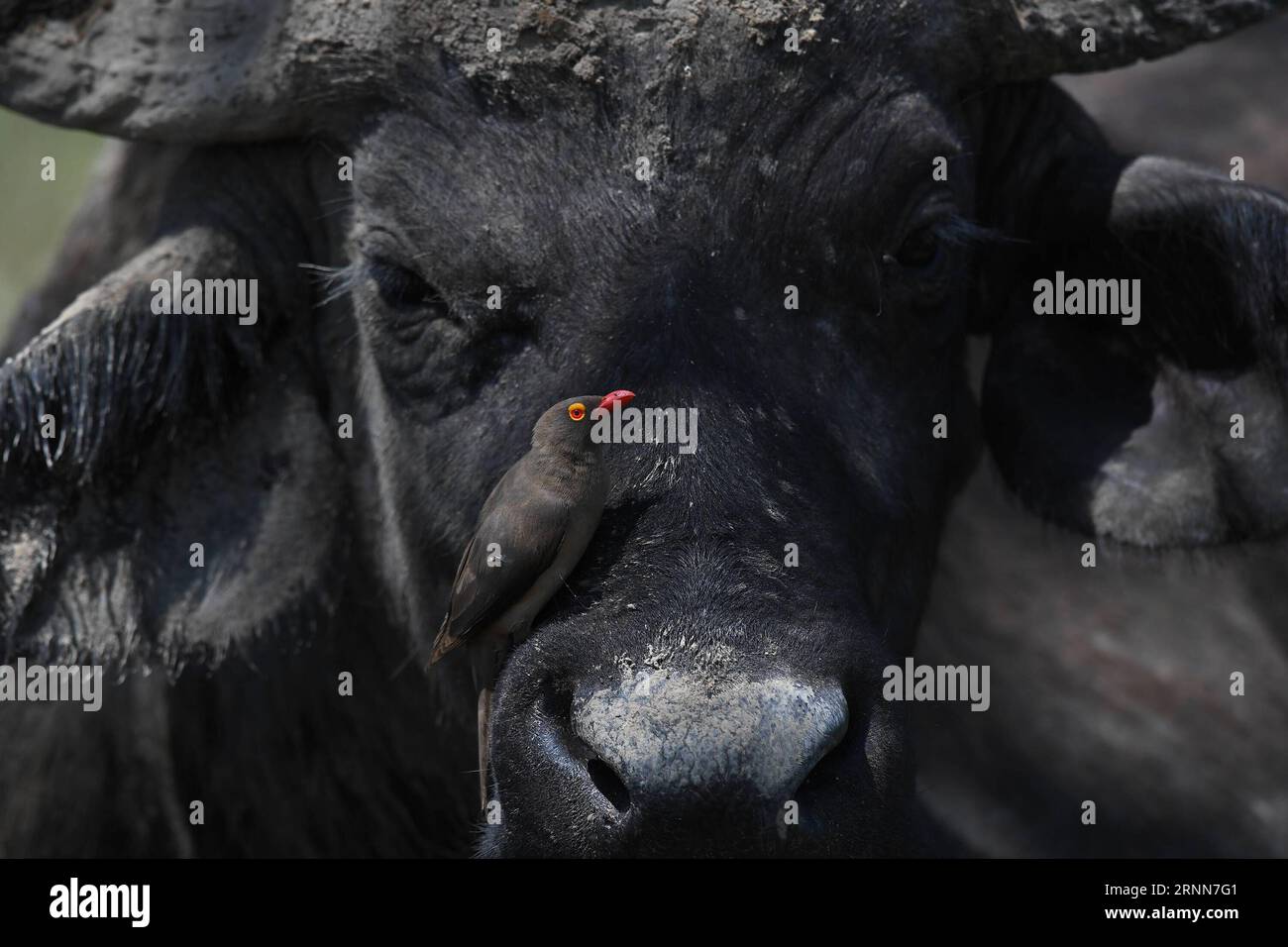 (170629) -- NAIROBI, 29 juin 2017 -- une photo prise le 21 juin 2017 montre un petit oiseau debout sur le nez d'un buffle dans le parc national du lac Nakuru, au Kenya. Le lac Nakuru se trouve au sud de Nakuru, dans la vallée du rift au Kenya et est protégé par le parc national du lac Nakuru. L abondance d algues du lac attire une grande quantité de flamants roses qui bordaient le rivage. D'autres oiseaux fleurissent également dans la région, tout comme les pharaons, les babouins et d'autres grands mammifères. Des rhinocéros noirs de l'est et des rhinocéros blancs du sud ont également été introduits. (ZHF) KENYA-LAKE NAKURU-NATIONAL PARK CHENXCHENG PUBLICATIO Banque D'Images