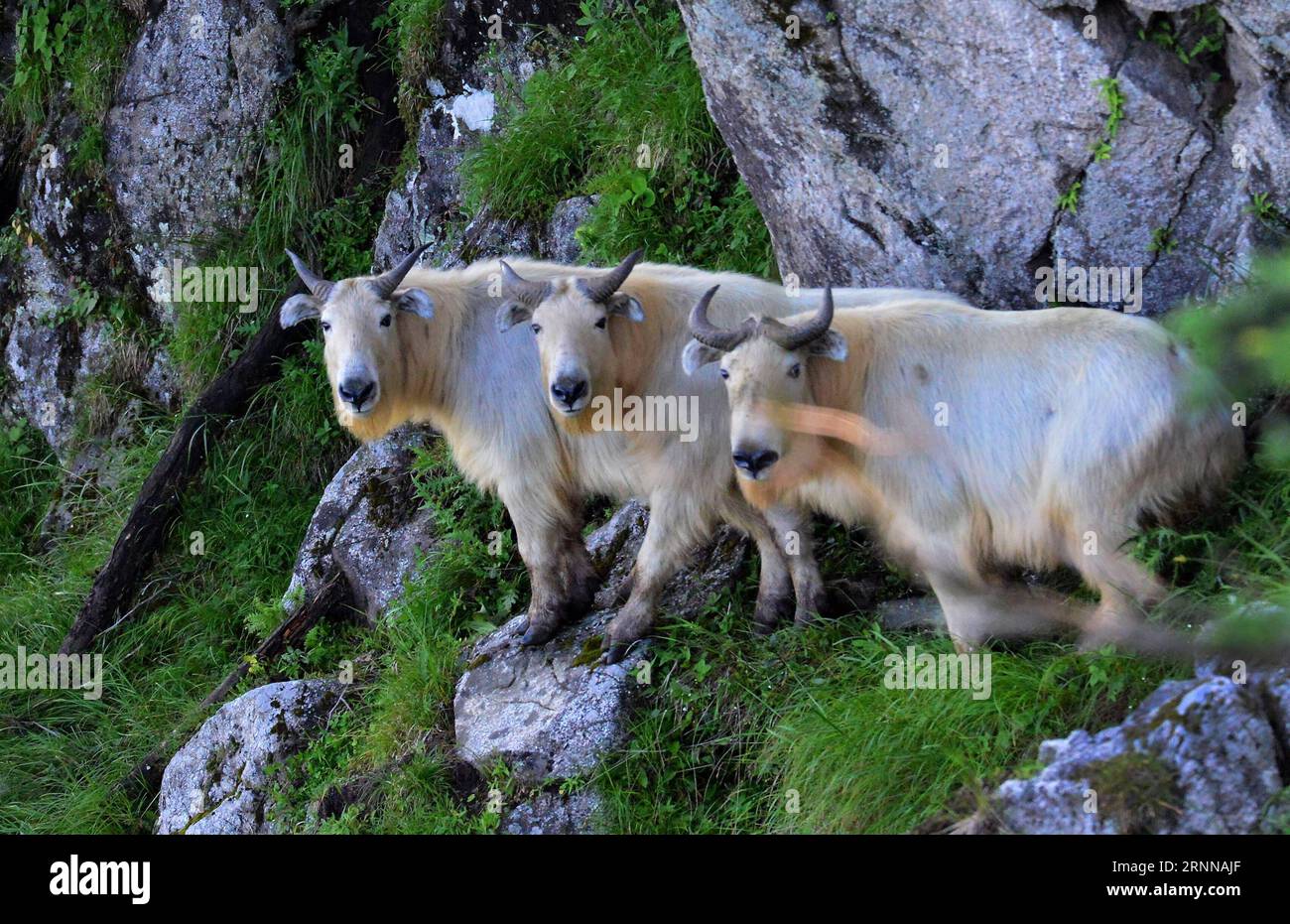 (170705) -- HANZHONG, 5 juillet 2017 -- des Takins sont vus sur la montagne Yaoziliang dans la province du Shaanxi, au nord-ouest de la Chine, le 1 juillet 2017.) (Ry) CHINA-SHAANXI-TAKINS (CN ) WangxPing PUBLICATIONxNOTxINxCHN Hanzhong juillet 5 2017 les takins sont des lacs SUR la montagne dans le nord-ouest de la Chine S Shaanxi juillet 1 2017 Ry China Shaanxi takins CN WangxPing PUBLICATIONxNOTxINxCHN Banque D'Images