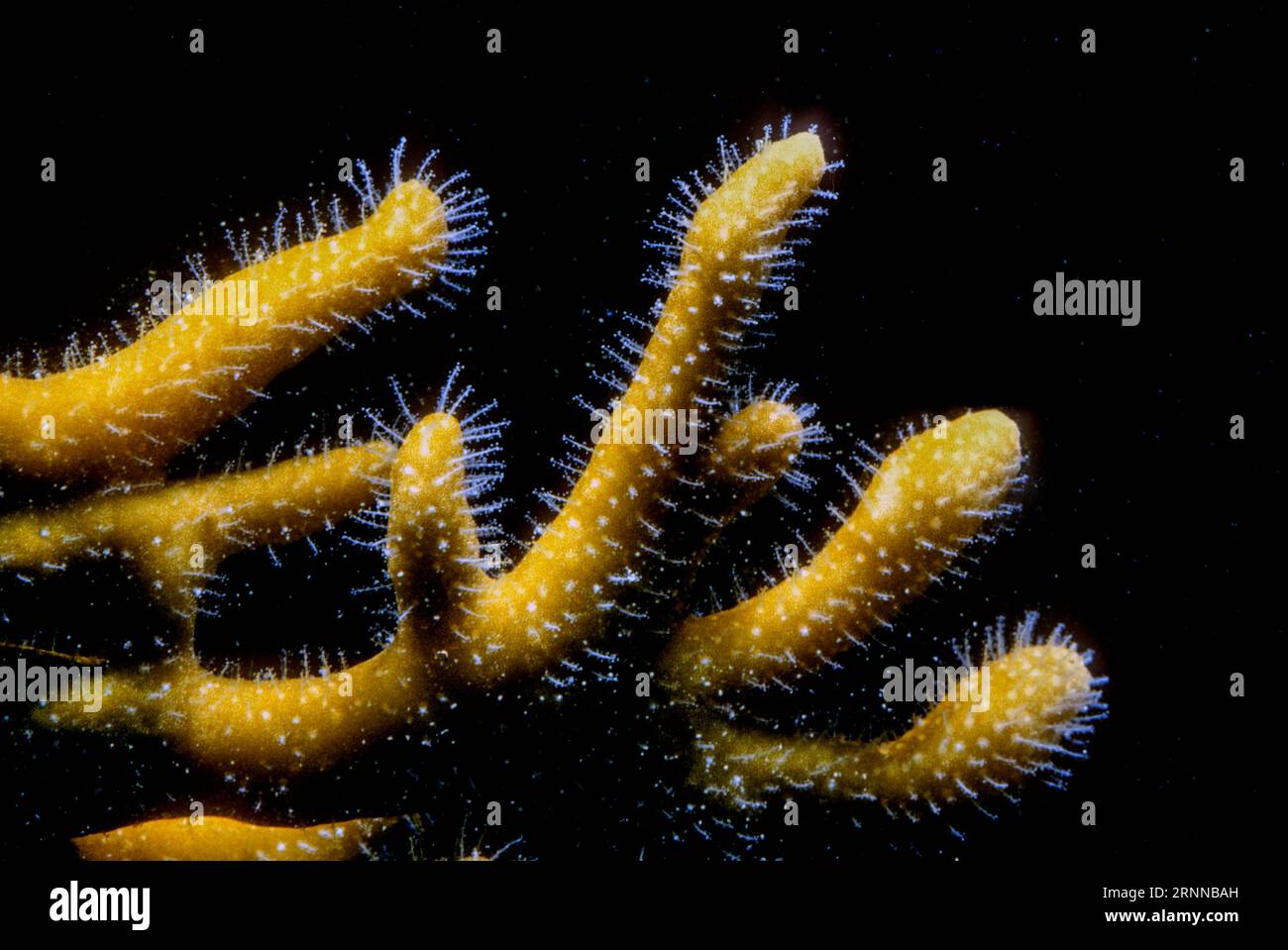 Gros plan du corail de feu net (Millepora dichotoma). Aquariumphoto. Banque D'Images