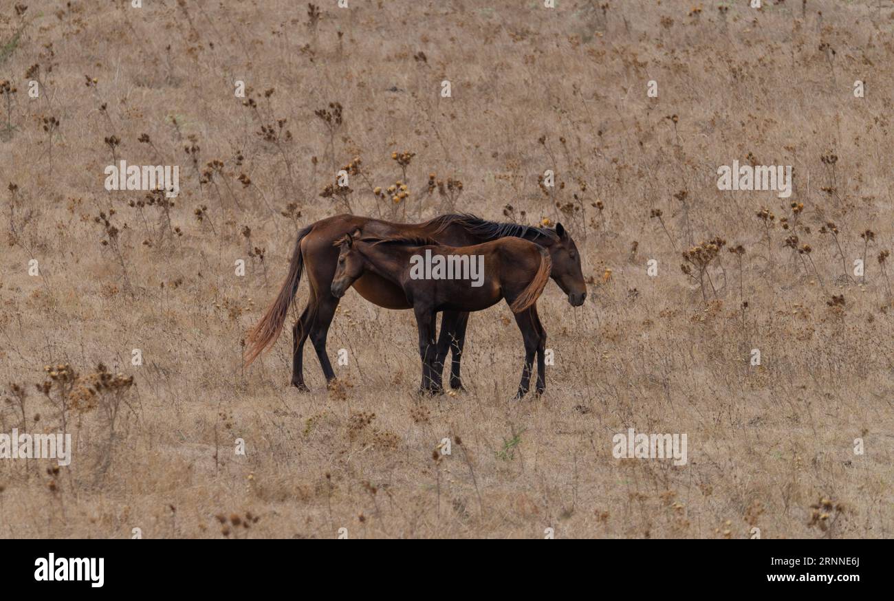 Cheval de race anglo-arabe sarde broutant dans la région de Medio Campidano, centre de la Sardaigne Banque D'Images