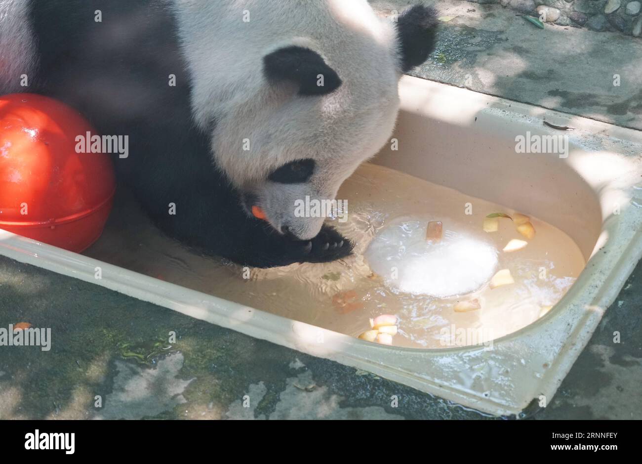 (170712) -- FUZHOU, 12 juillet 2017 -- Un panda profite de fruits secoués avec de la glace pour échapper à la chaleur au centre de recherche et d'échange de panda à Fuzhou, capitale de la province du Fujian du sud-est de la Chine, le 12 juillet 2017. Le mercredi marque le premier jour des jours de chien, ce qui signifie les trois périodes de la saison la plus chaude chaque année. )(wjq) CHINA-FUJIAN-PANDA-SUMMER COOLING (CN) LinxShanchuan PUBLICATIONxNOTxINxCHN Fuzhou juillet 12 2017 un panda profite de fruits secoués avec DE LA GLACE pour échapper à la chaleur AU centre de recherche et d'échange de Panda à Fuzhou capitale du sud-est de la Chine S Fujian province juillet 12 2017 mercredi Mar Banque D'Images