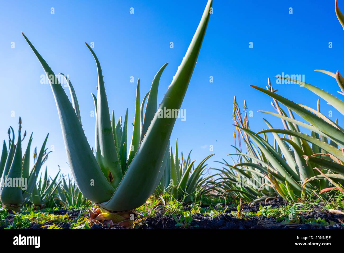Gros plan d'une plante d'Aloe Vera. La plante a des feuilles épaisses et charnues qui sont disposées dans une rosette. Les feuilles sont vertes avec des taches blanches, et ils h Banque D'Images