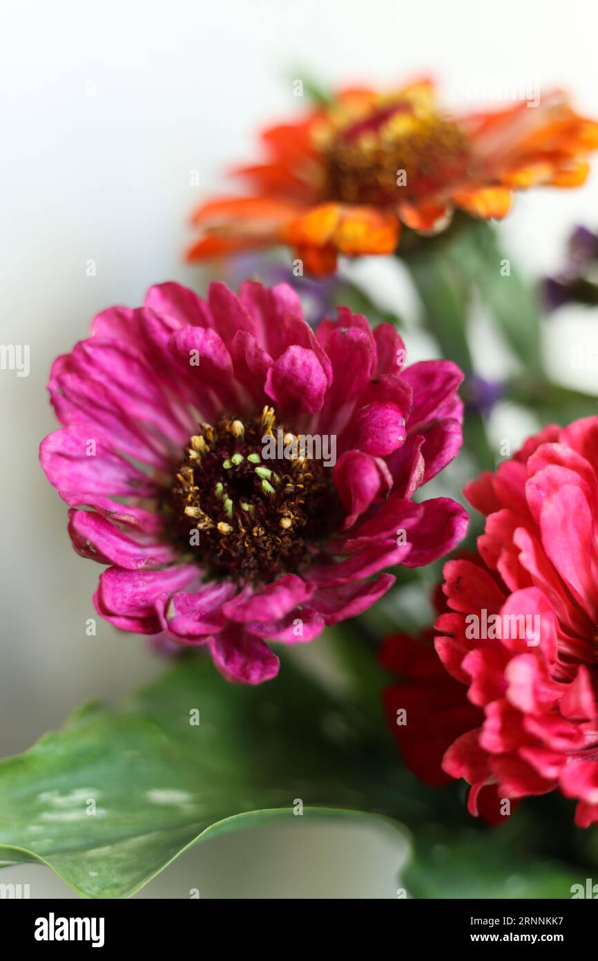 têtes de fleurs macro colorées de zinnia Banque D'Images