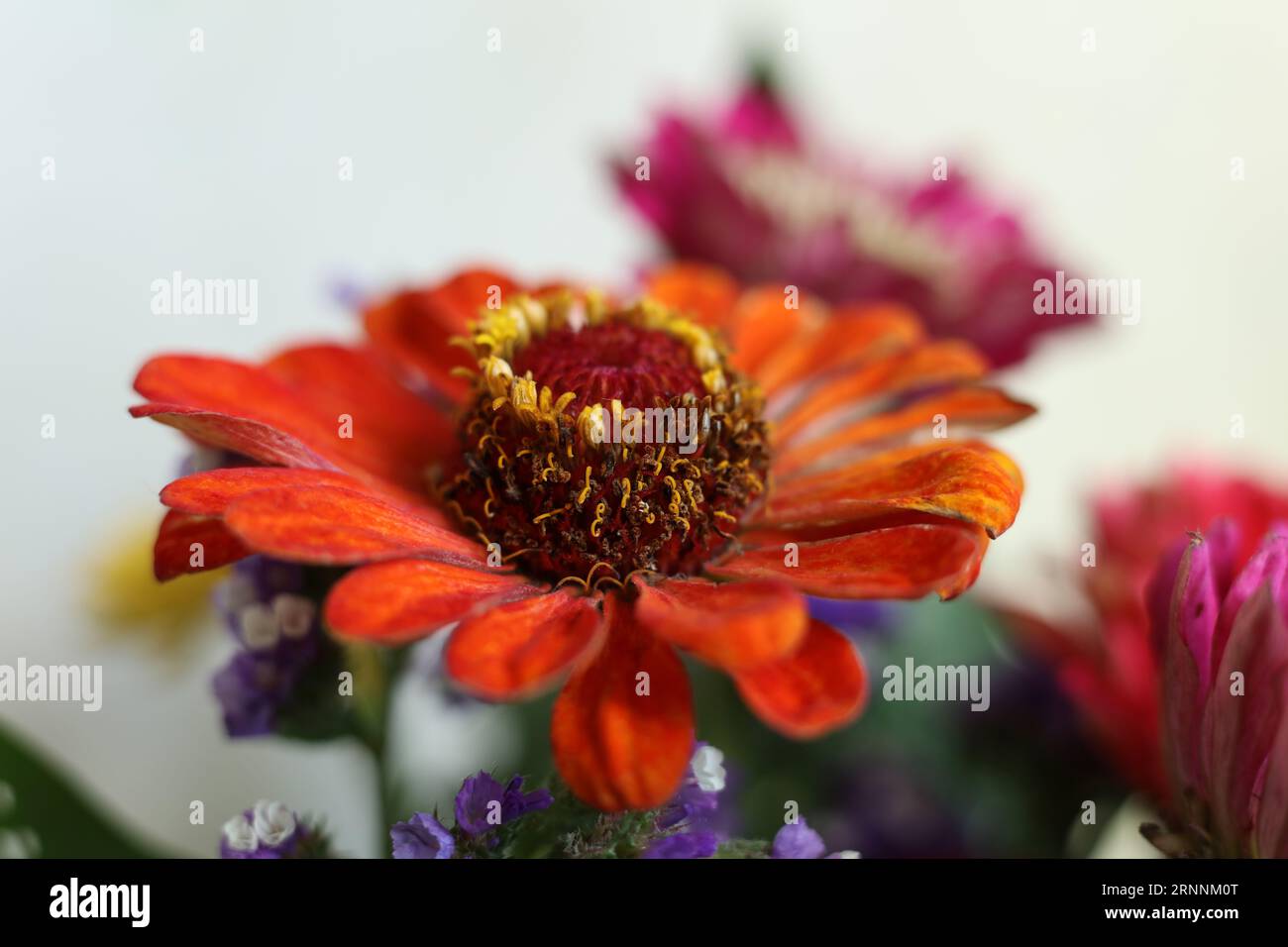 têtes de fleurs macro colorées de zinnia Banque D'Images