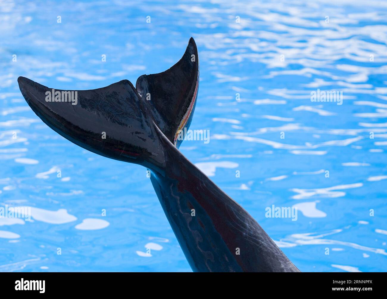 Queue de dauphin. Queue d'animal marin Banque D'Images