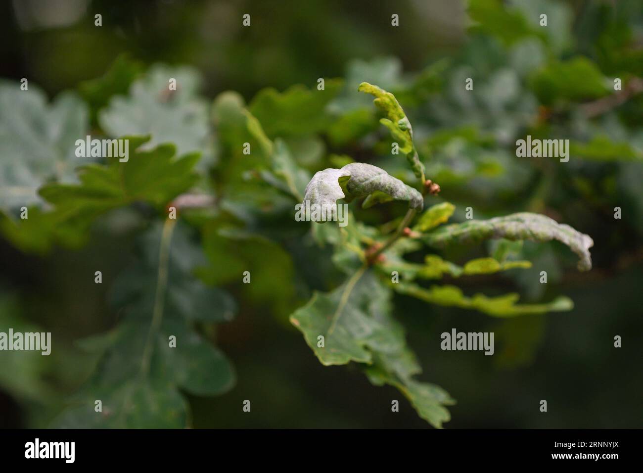 Dommages causés par l'oïdium sur les feuilles de Quercus robur Banque D'Images