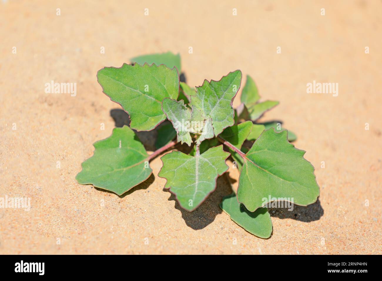 Gros plan sur la phytothérapie chinoise Grifola frondosa Banque D'Images