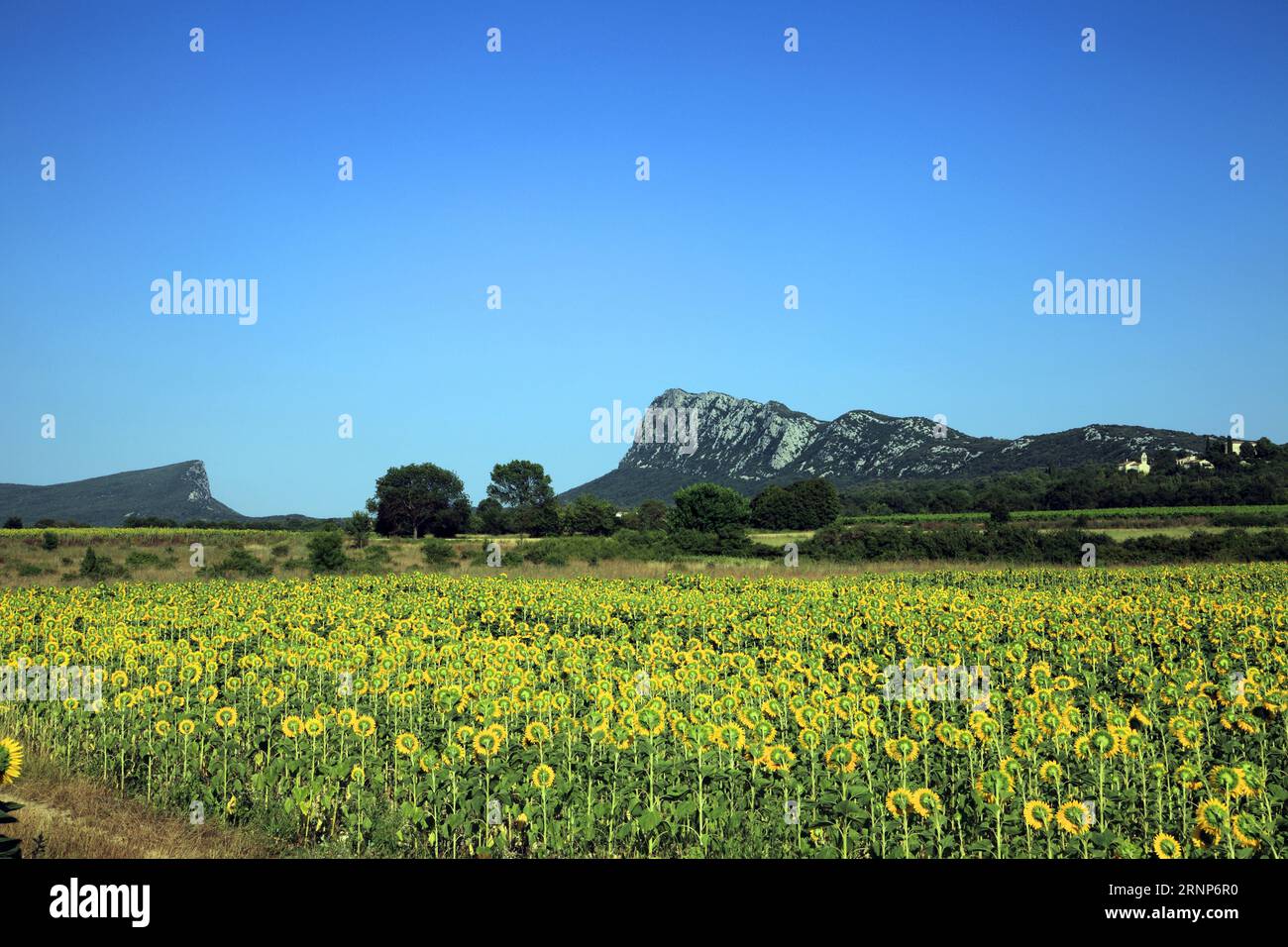 Champs de tournesol près du pic Saint Loup et de la montagne de l'Hortus. Près de Saint-Martin-de-Londres. Occitanie, France Banque D'Images