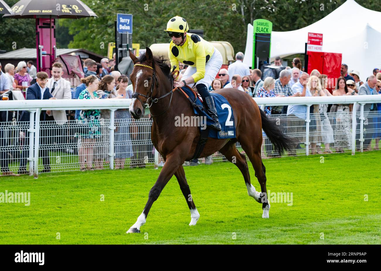 Beverley Racecourse, Beverley, Royaume-Uni, samedi 2 septembre 2023 ; Aimeric et le jockey Jack Mitchell remportent l’ouverture de la William Hill Beverley Bullet Sprint Stakes Day pour l’entraîneur Roger Varian et le propriétaire Sheikh Mohammed Obaid Al Maktoum. Crédit JTW Equine Images / Alamy Live News Banque D'Images