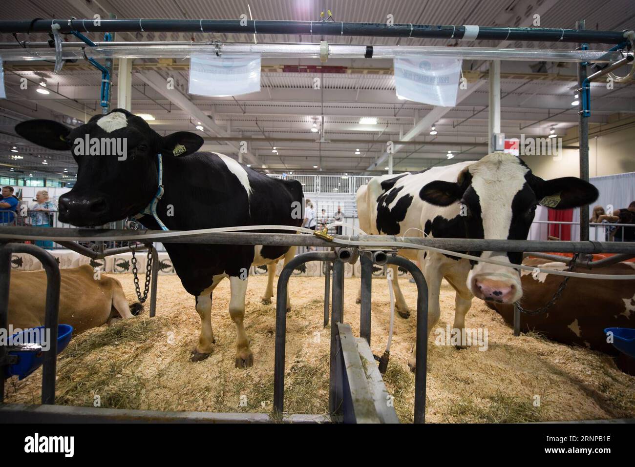 (170819) -- TORONTO (CANADA), le 19 août 2017 -- des vaches laitières de l'Ontario sont vues à l'exposition nationale canadienne à Toronto, Canada, le 18 août 2017. Les États-Unis ont ouvert mercredi la renégociation de l’Accord de libre-échange nord-américain (ALENA), vieux de 23 ans, avec une déclaration selon laquelle ils veulent des changements majeurs à l’accord qui modifient la balance commerciale. Toutefois, les propriétaires d’entreprises canadiennes espèrent que les négociateurs américains seront réceptifs au maintien, sinon à l’amélioration, de la circulation actuelle des marchandises et des travailleurs à la frontière. Bien que l'industrie laitière canadienne ait été exclue de la dea originale de l'ALENA Banque D'Images