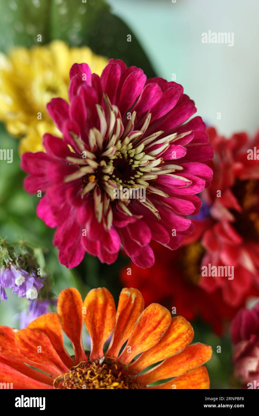 têtes de fleurs macro colorées de zinnia Banque D'Images