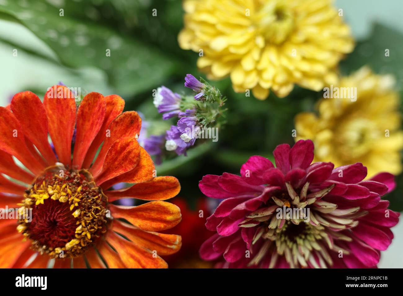 têtes de fleurs macro colorées de zinnia Banque D'Images