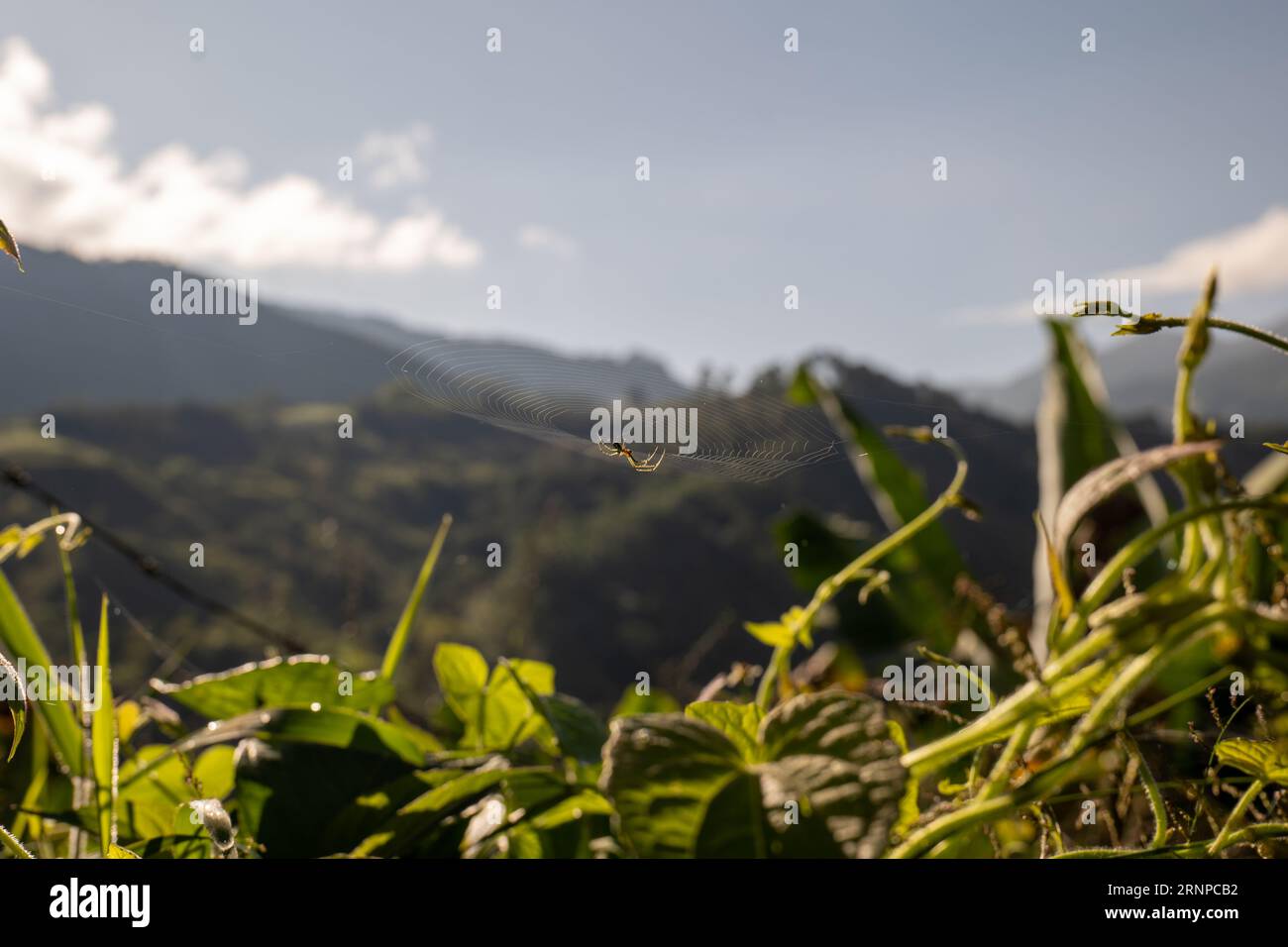 Orange Spider tisse sa toile immaculée avec pour toile de fond les montagnes et le ciel bleu tôt le matin Banque D'Images
