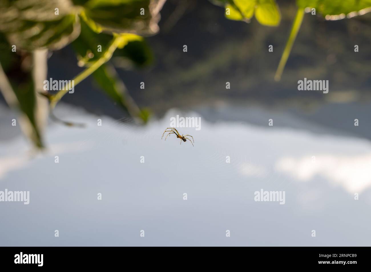 Orange Spider tisse sa toile immaculée avec pour toile de fond les montagnes et le ciel bleu tôt le matin Banque D'Images