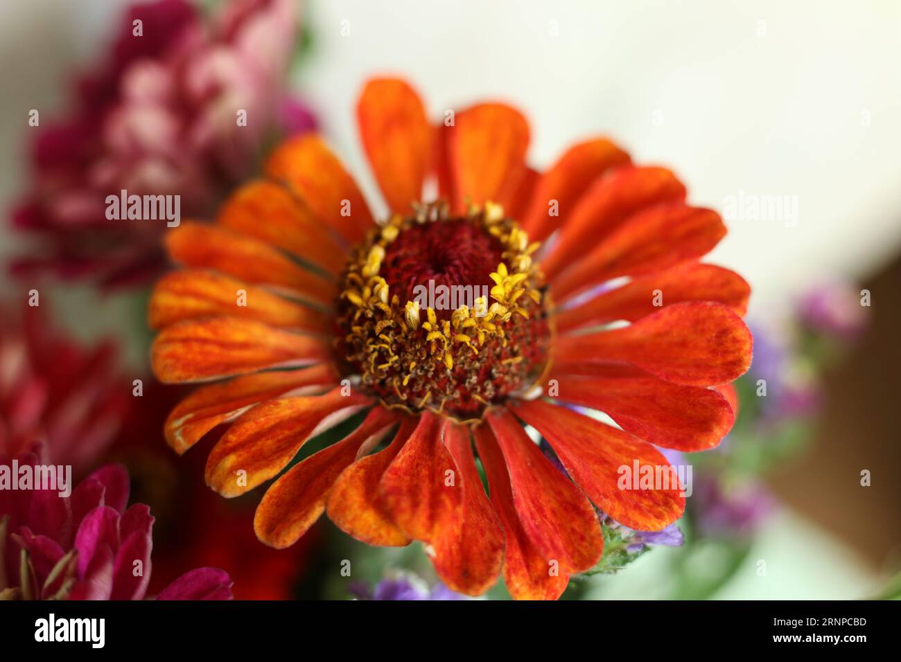 têtes de fleurs macro colorées de zinnia Banque D'Images
