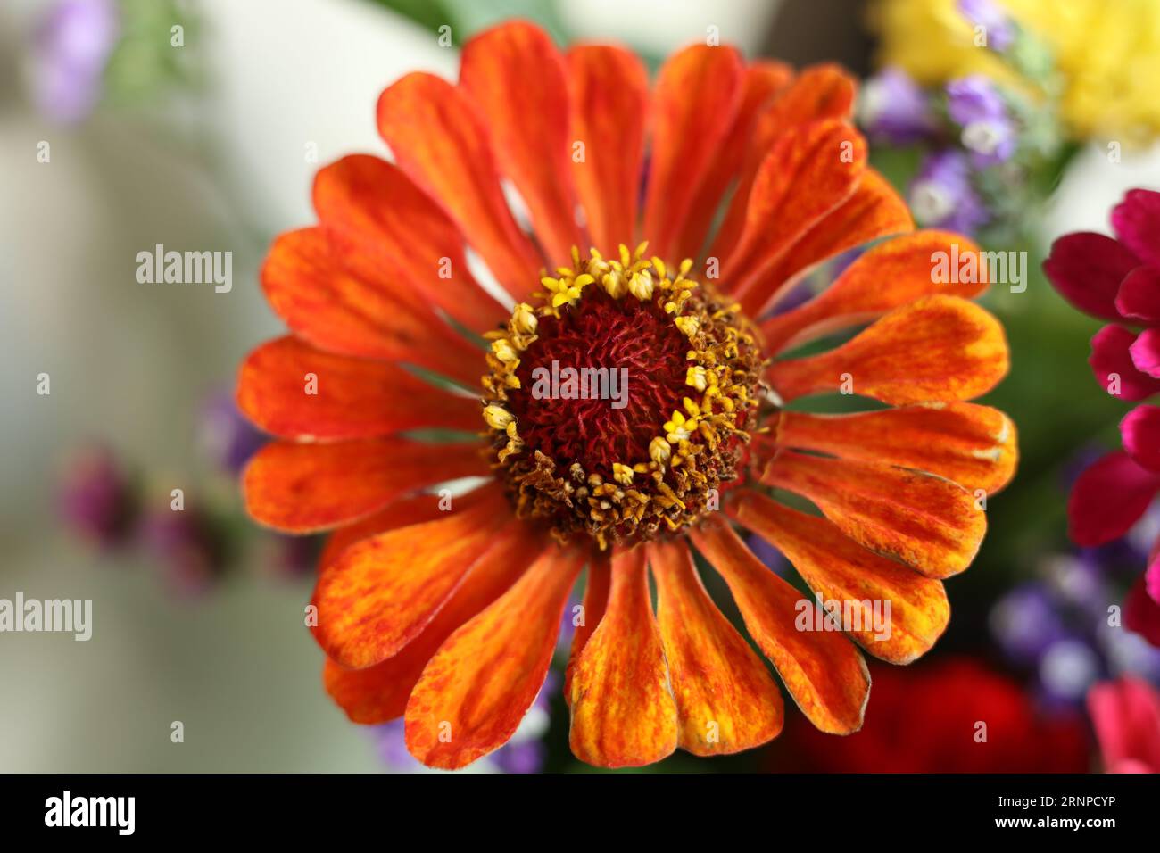 têtes de fleurs macro colorées de zinnia Banque D'Images