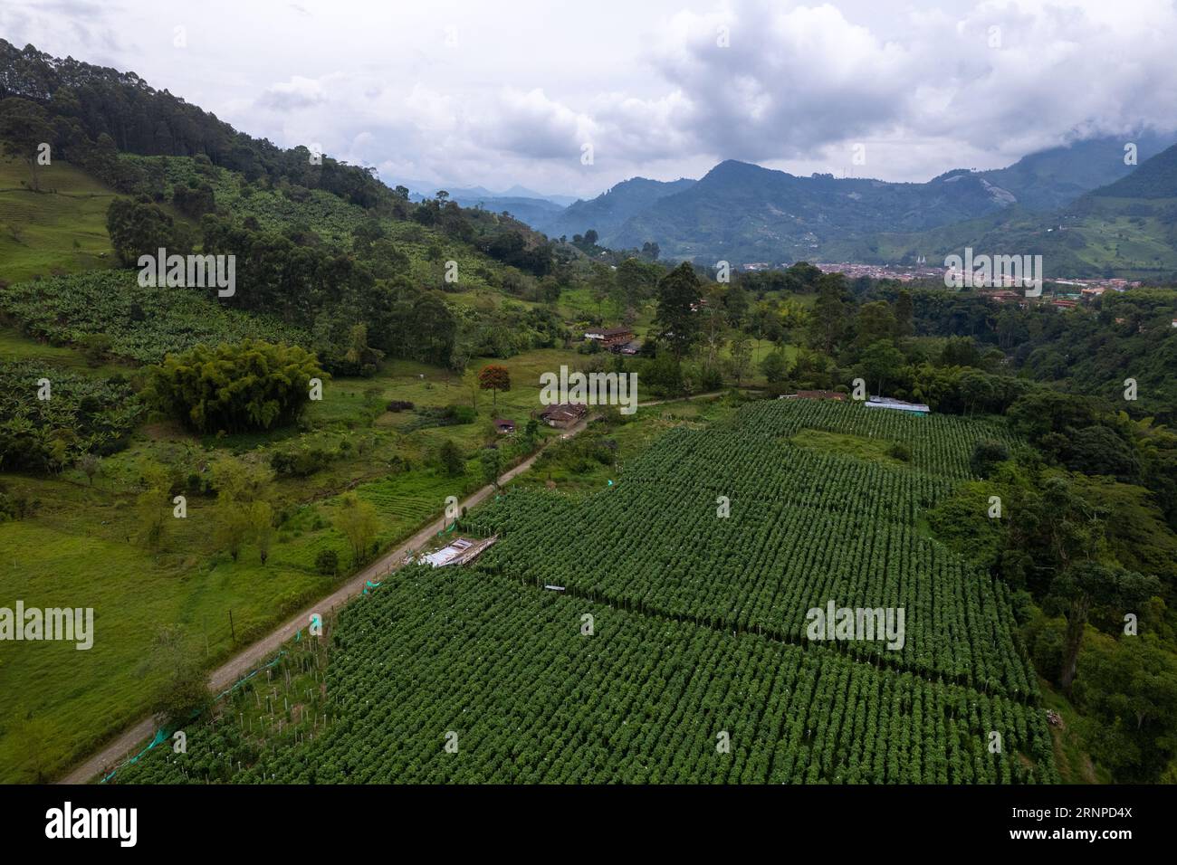 Vue aérienne du grand jardin Green Crops, Antioquia, Colombie, entouré de collines, de terres agricoles et de forêts Banque D'Images